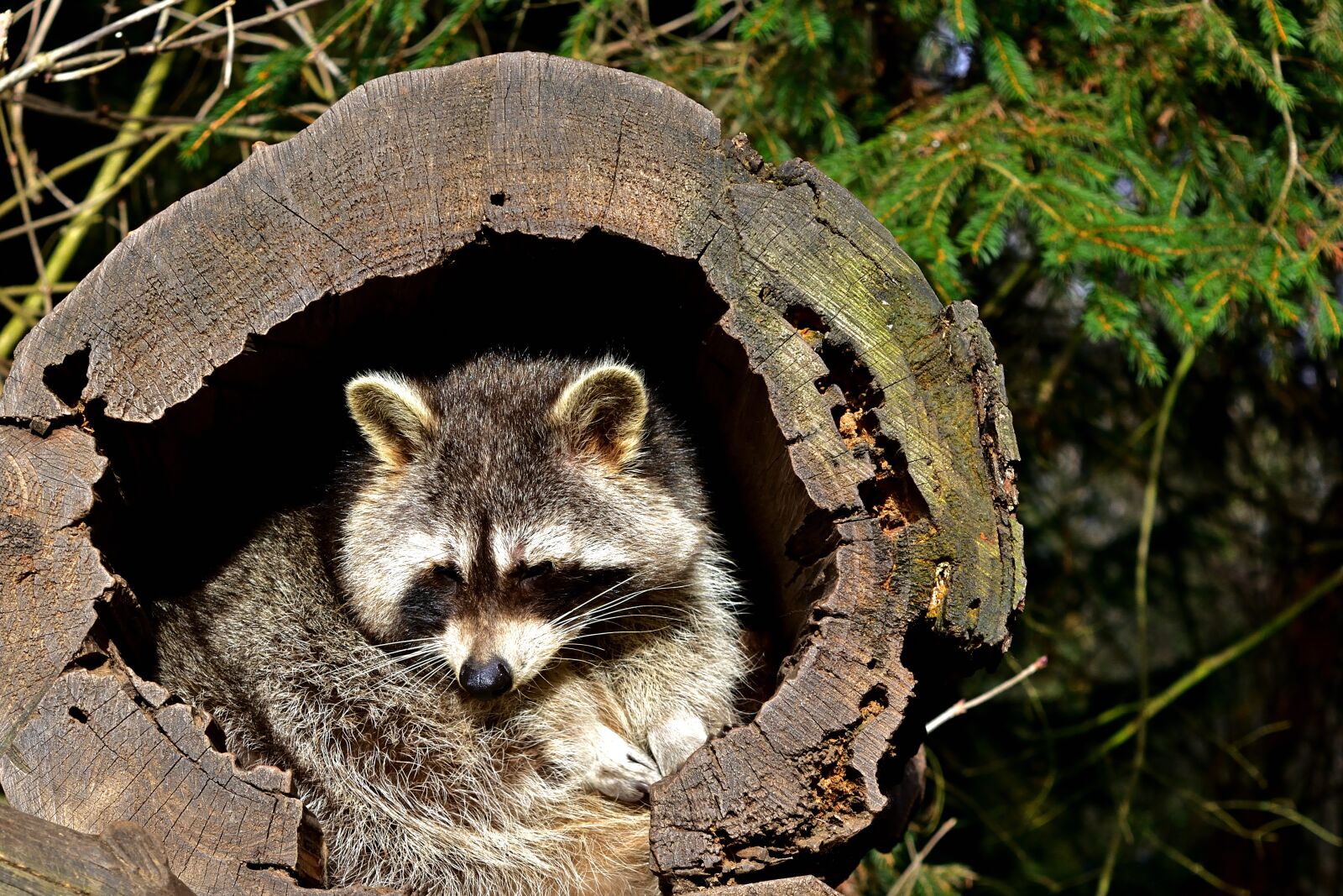 Nikon D5200 sample photo. Nature, animal world, raccoon photography