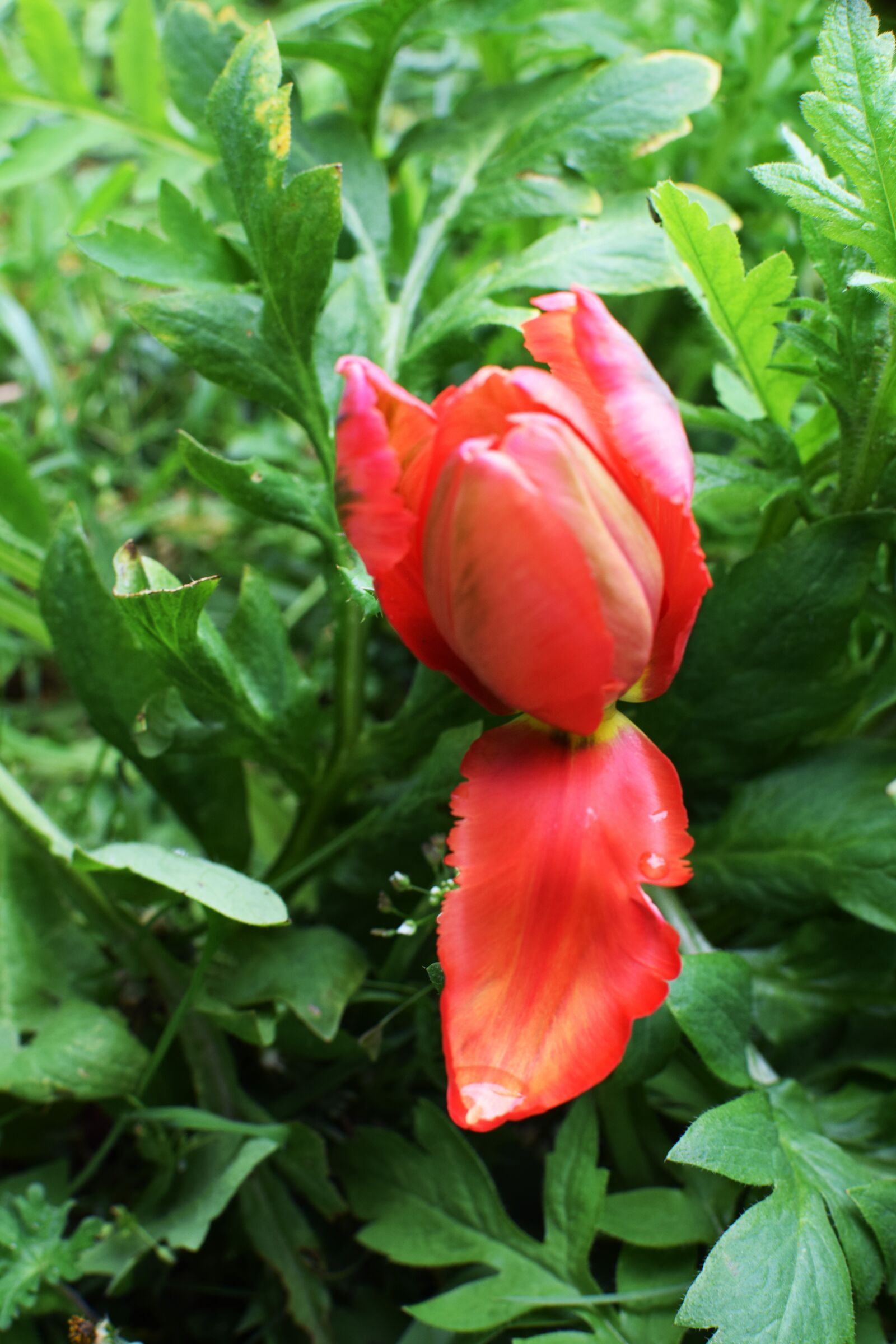 Nikon D5300 sample photo. Papegojtulpan, tulip, flower photography