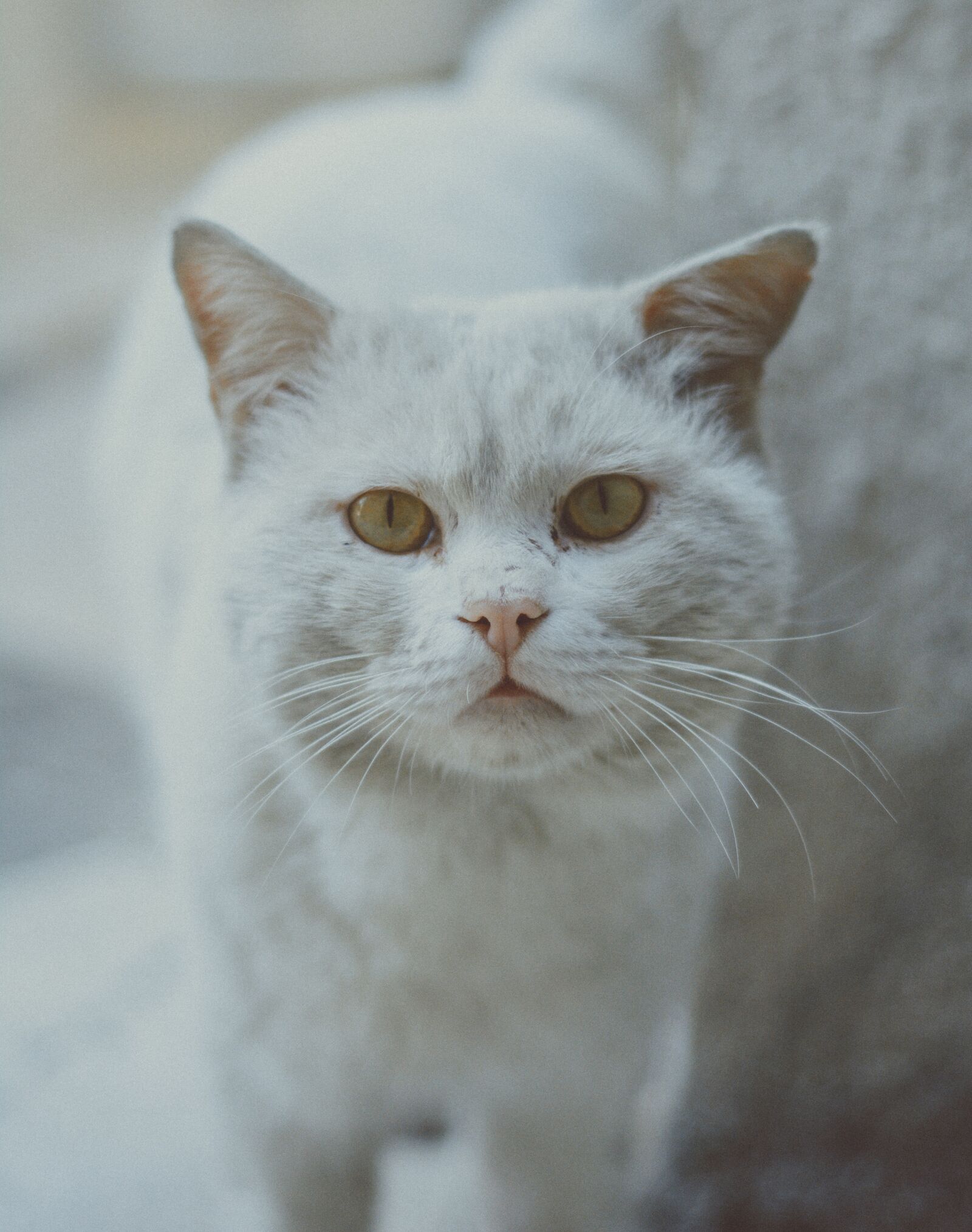 Nikon D7100 sample photo. Cat, white, white cat photography