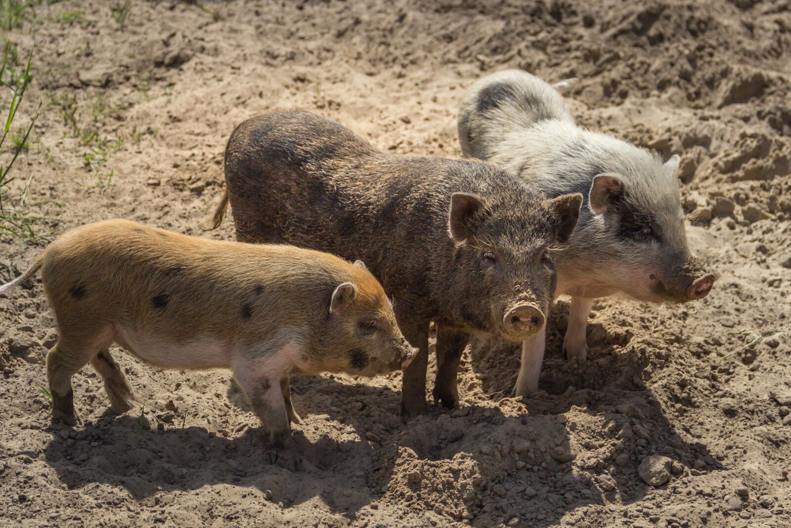 Canon EF-S 18-135mm F3.5-5.6 IS sample photo. Pigs, three, small photography