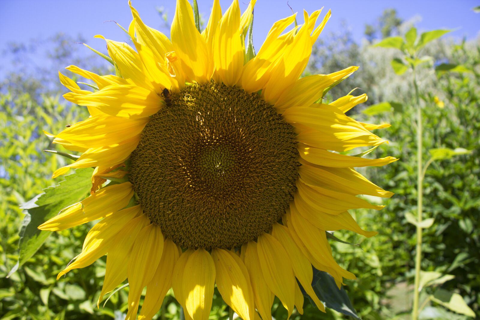 Canon EOS 550D (EOS Rebel T2i / EOS Kiss X4) + Canon EF-S 18-55mm F3.5-5.6 IS sample photo. Sunflower head, sunflower, flower photography