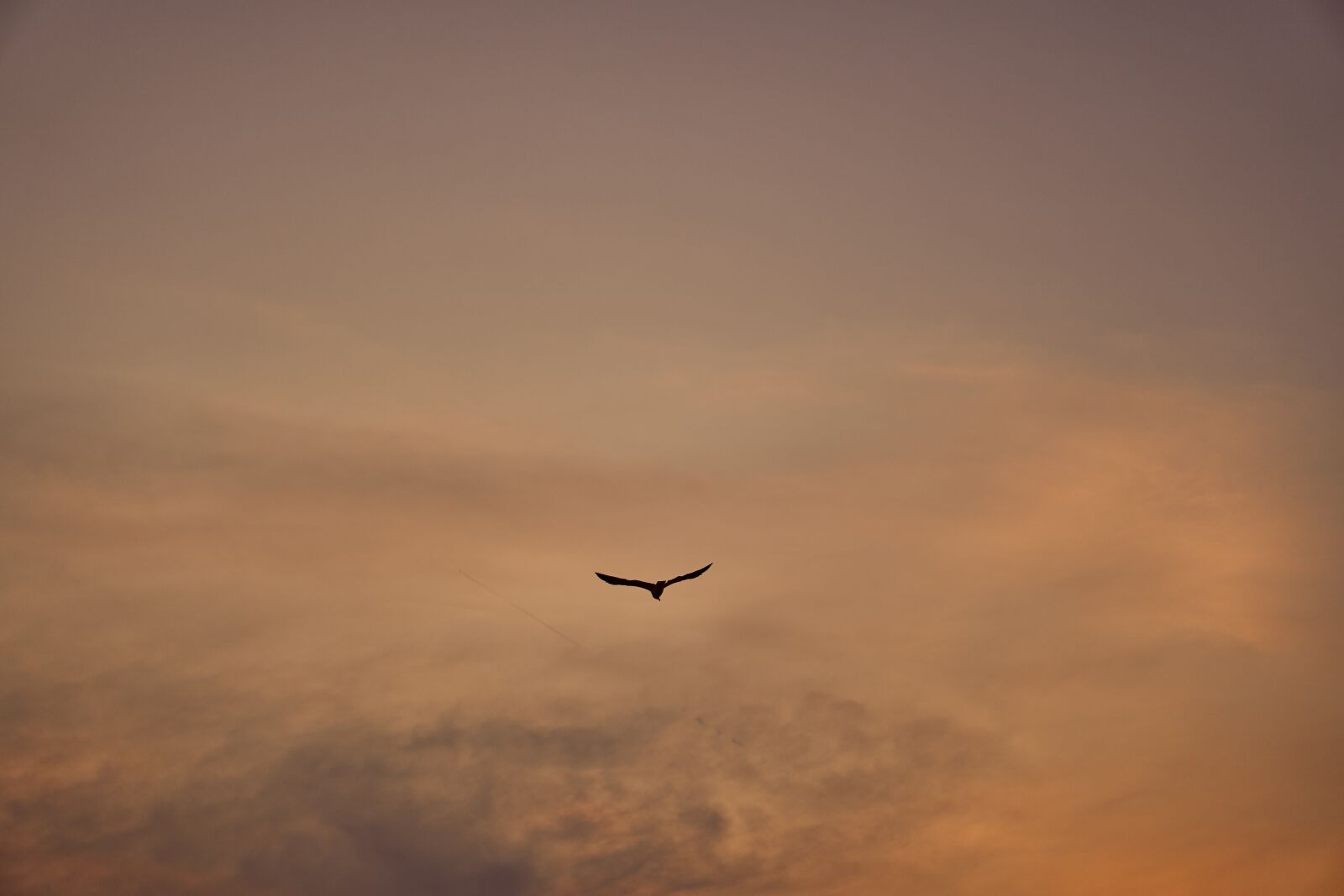 Sony E 50mm F1.8 OSS sample photo. Seagull, bird, flying photography