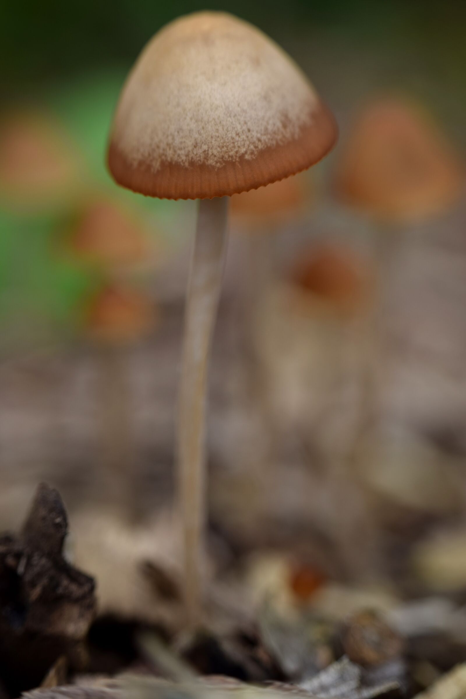 Nikon D5300 sample photo. Mushroom, autumn, nature photography