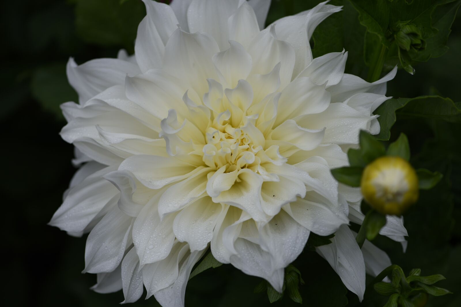 Nikon D750 sample photo. White, dahlia, big photography
