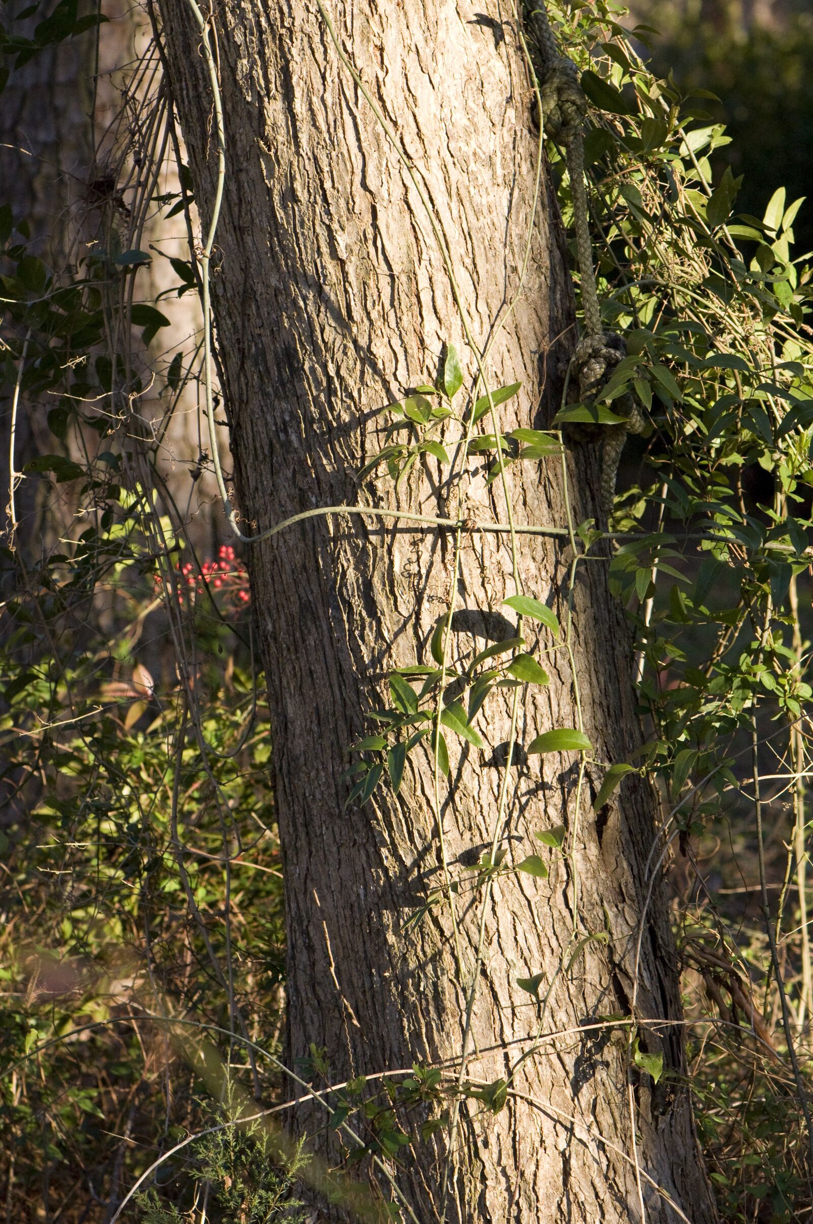 Nikon D90 sample photo. Tree, trunk, forest photography