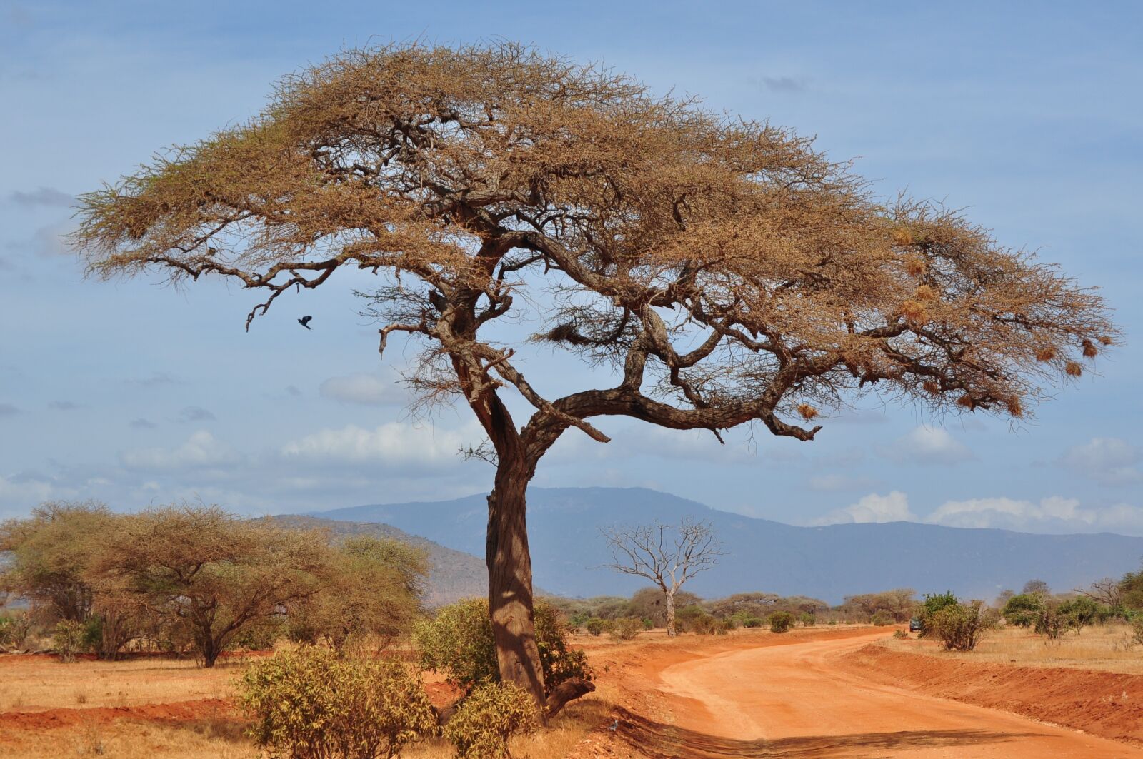 Nikon D5000 sample photo. Tree, nature, landscape photography