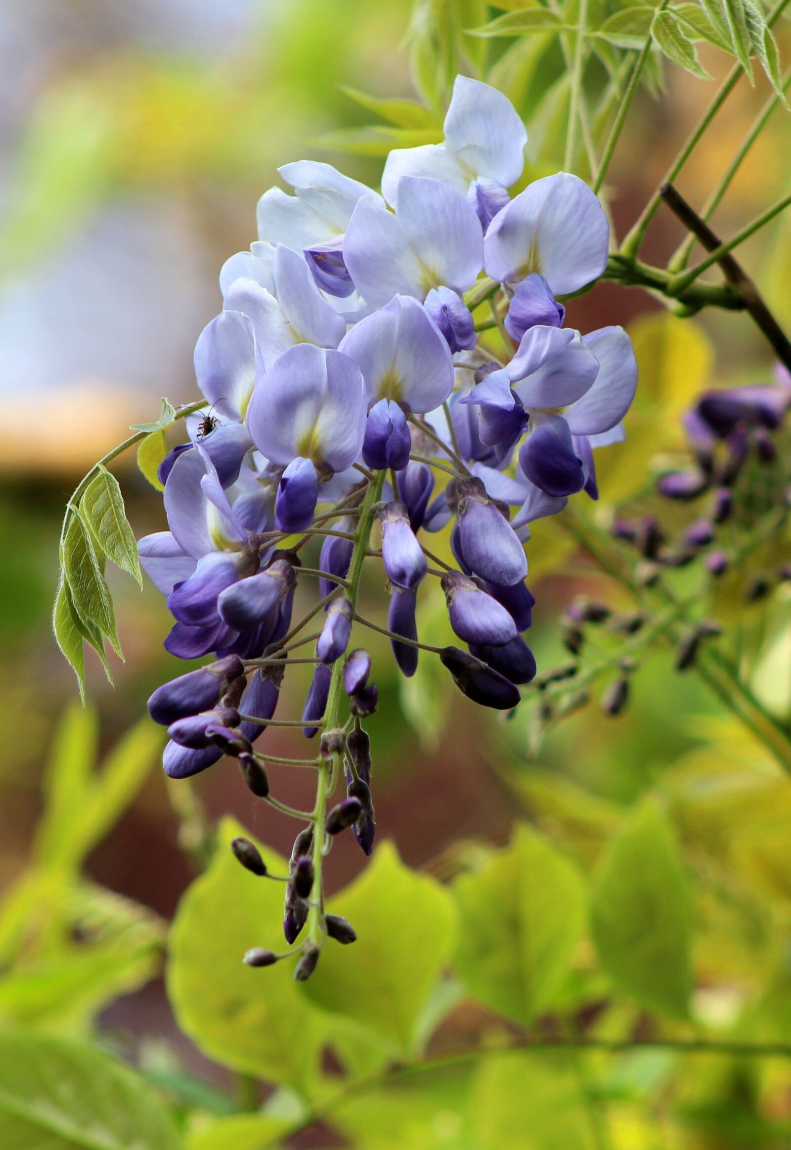 Canon EOS 600D (Rebel EOS T3i / EOS Kiss X5) sample photo. Wisteria, garden, flowers photography