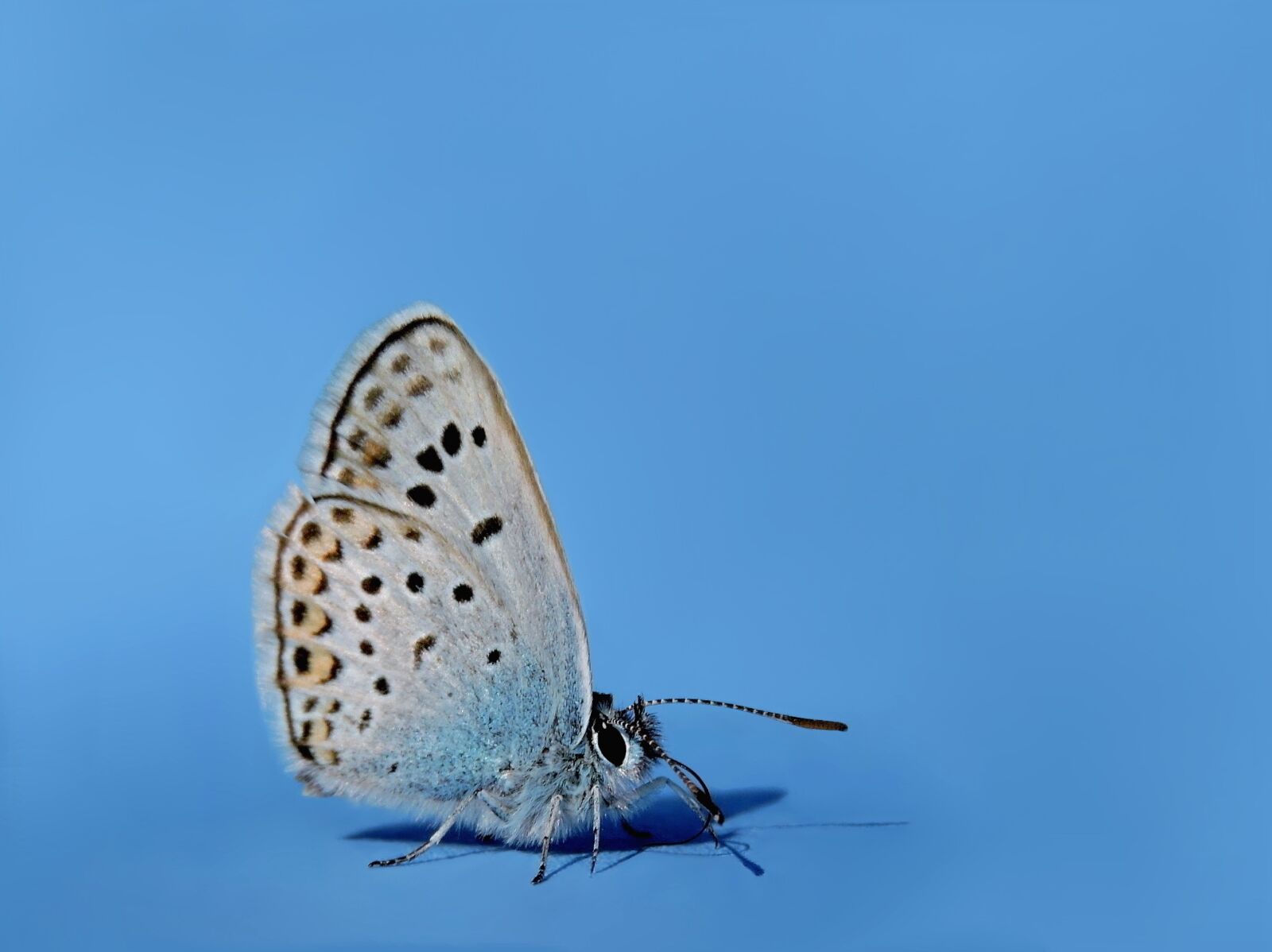 Nikon Coolpix P600 sample photo. Common blue, hauhechel blue photography