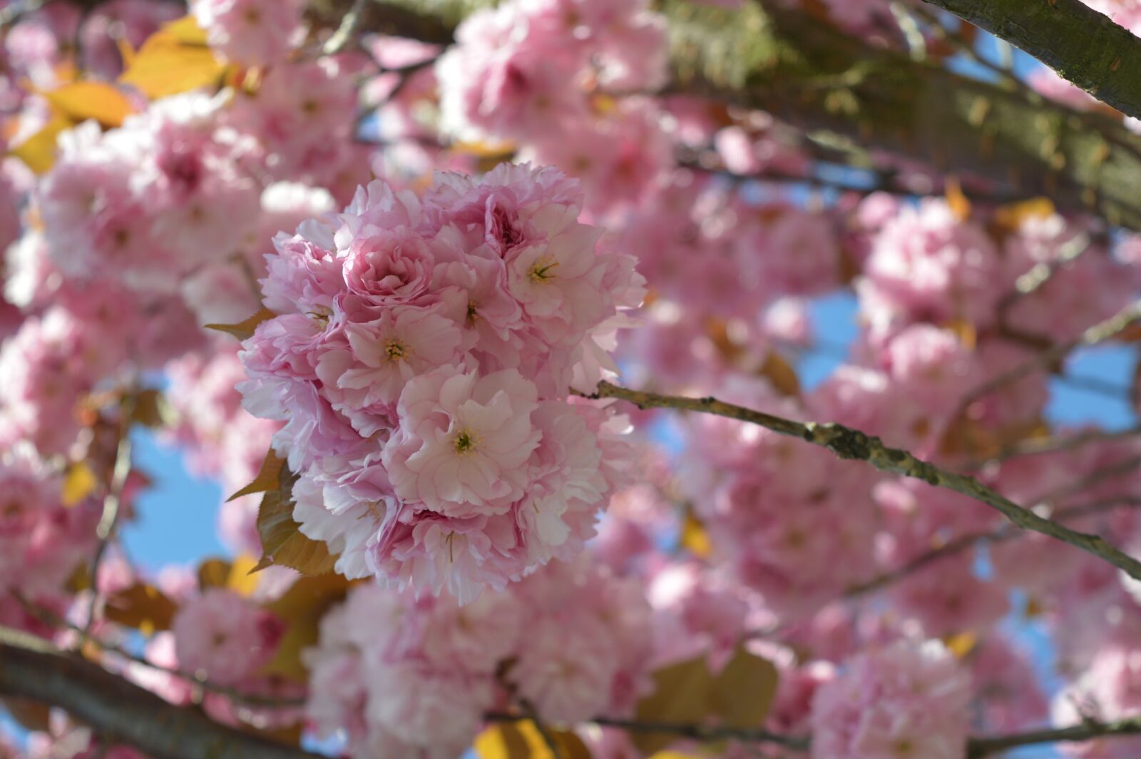 Nikon D3200 sample photo. Spring, tree, nature photography