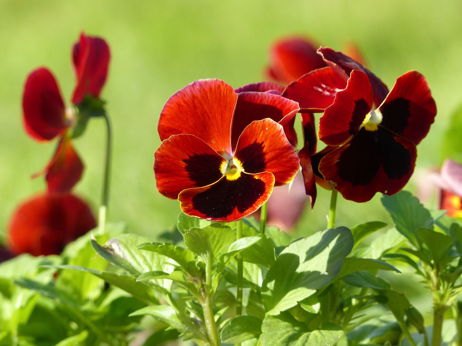 Panasonic PHOTOfunSTUDIO 8.3 PE sample photo. Pansies, flowers, plant photography