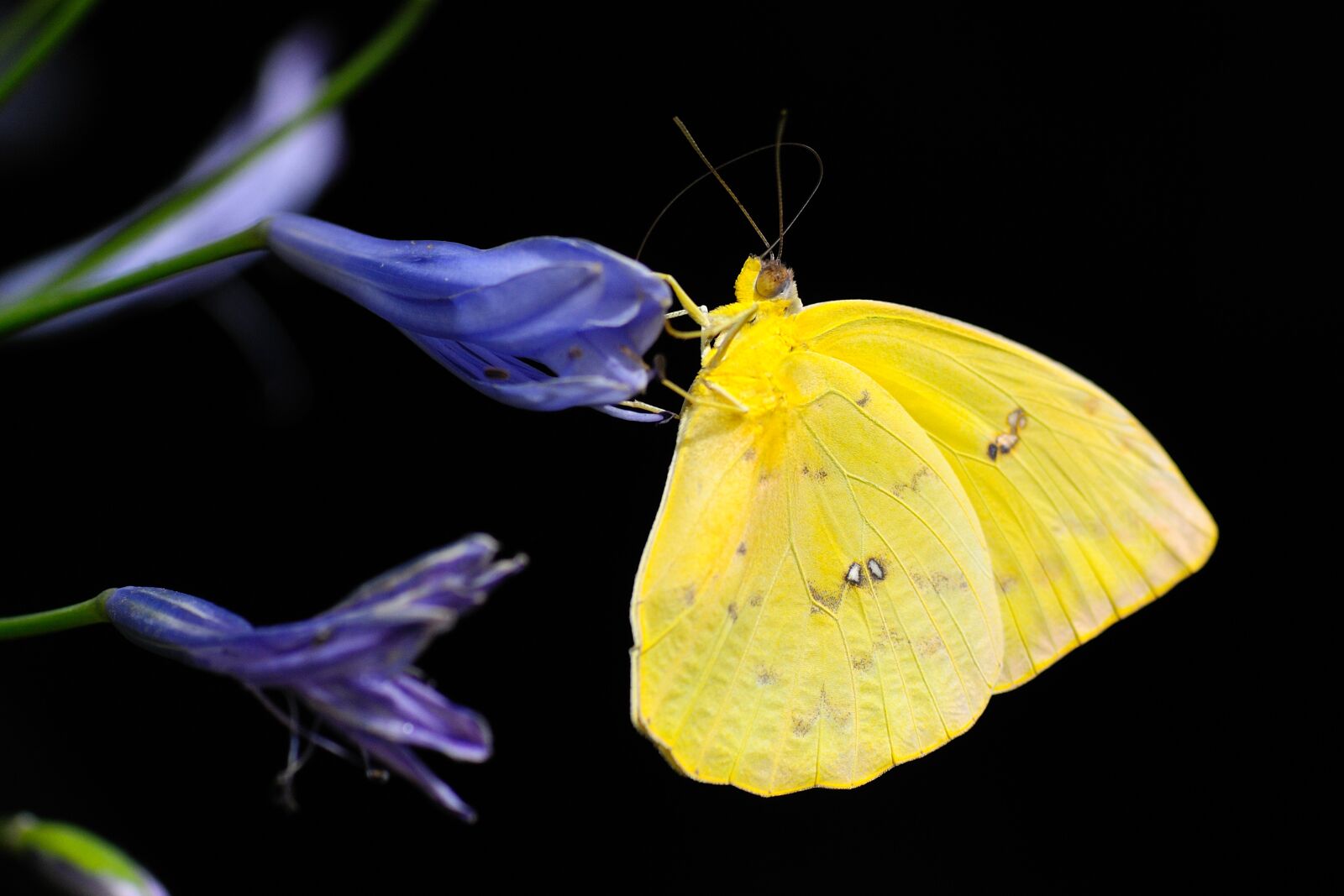 Nikon D300 sample photo. Butterfly, insect, colorful photography