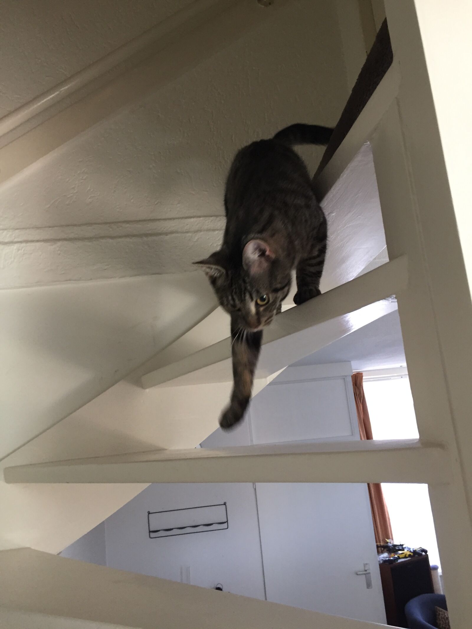 iPhone 6 back camera 4.15mm f/2.2 sample photo. Cat, trap, care photography