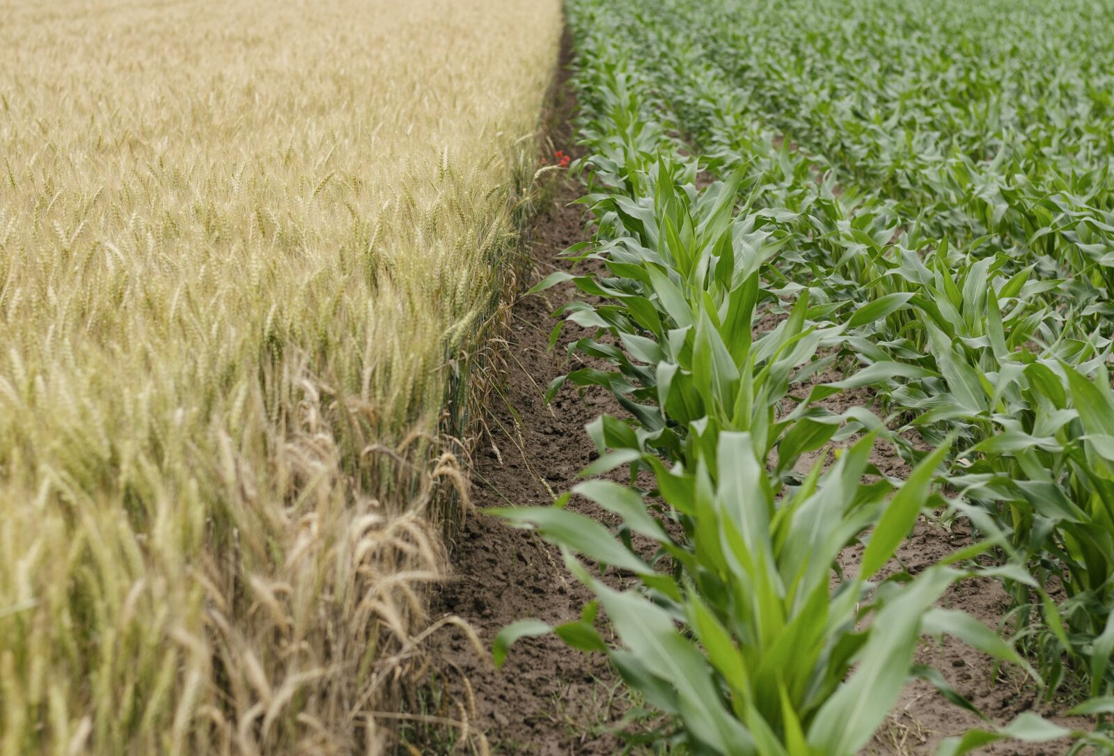 Nikon D5100 sample photo. Agriculture, countryside, farm photography