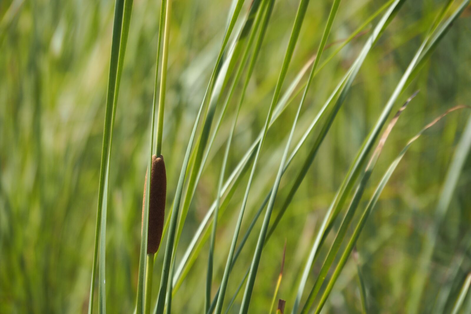 Olympus PEN E-PL7 sample photo. Grass, green, nature photography