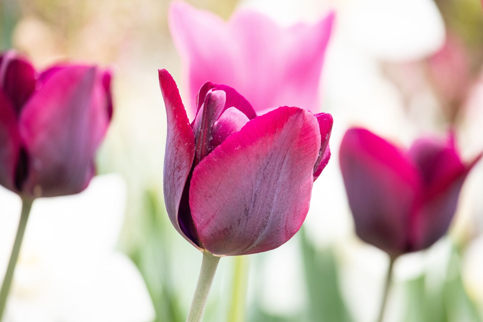 Canon EF-S 55-250mm F4-5.6 IS STM sample photo. Tulip, flower, plant photography