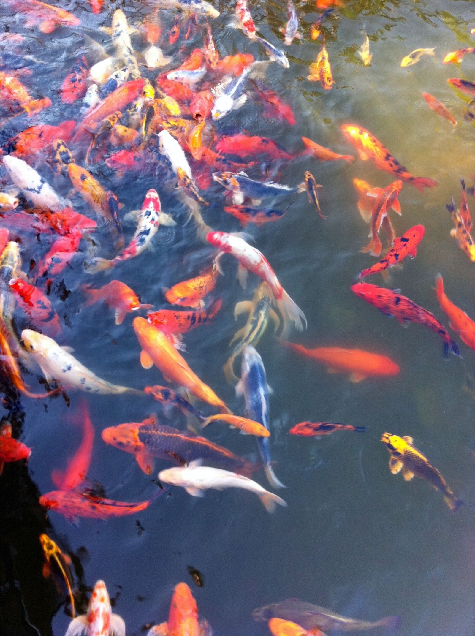 Apple iPhone sample photo. Goldfish, koi, fish photography