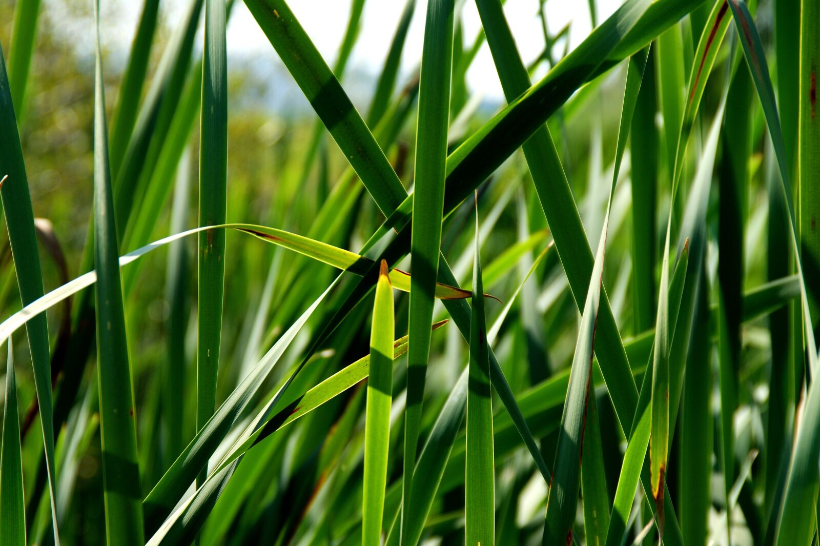Sony Alpha DSLR-A350 sample photo. Green, reed, nature photography
