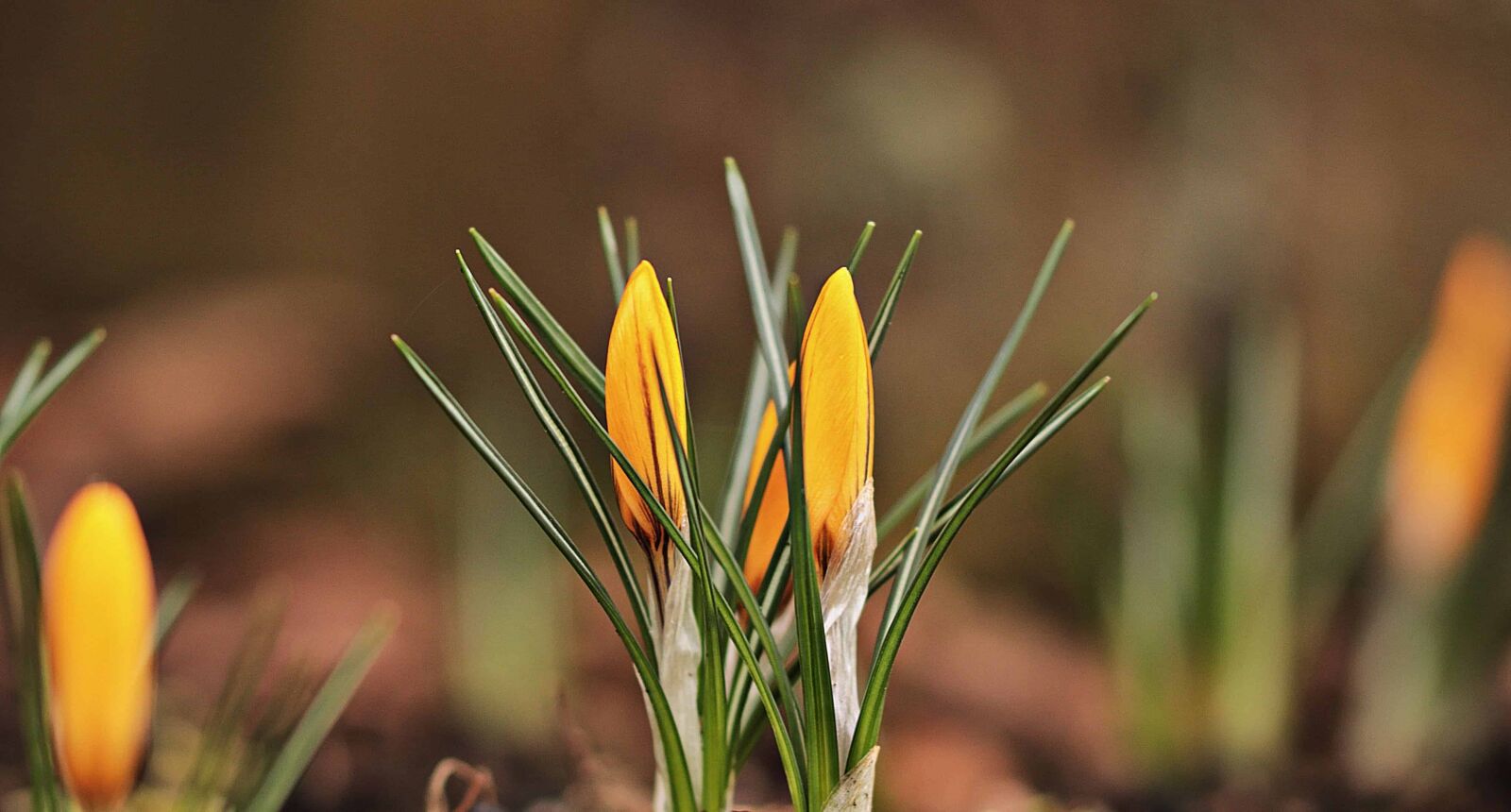 Canon EOS 80D sample photo. Flora, leaf, green grass photography