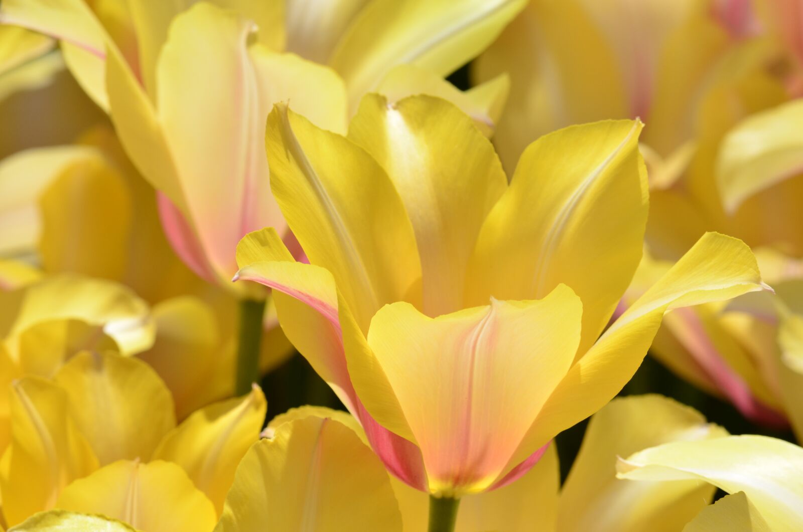 Nikon D5100 sample photo. Tulip, flower, orange photography