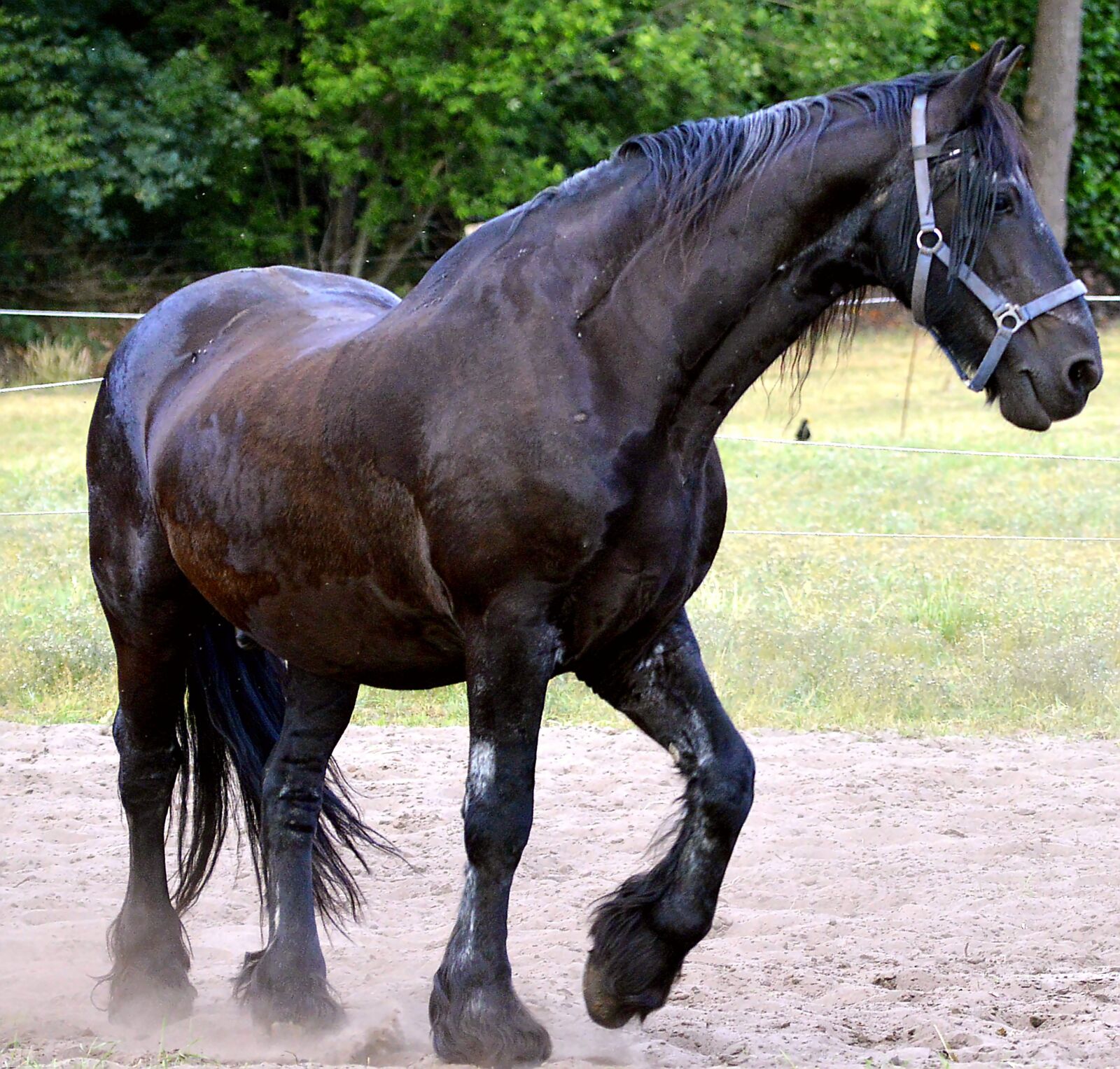 Nikon D3200 sample photo. Stallion, horse, brown photography