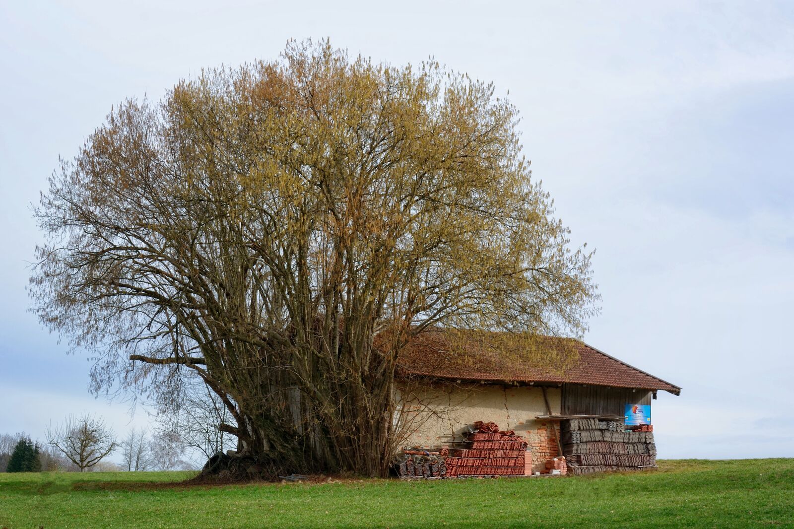 Nikon D7100 sample photo. Tree, bush, hut photography