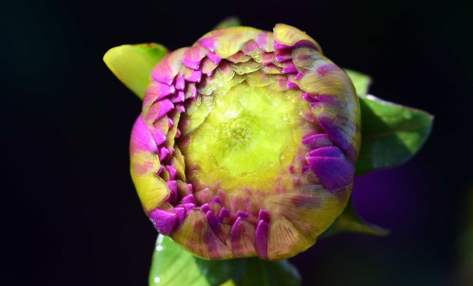 Nikon D3300 sample photo. Flower, petal, leaf, nature photography
