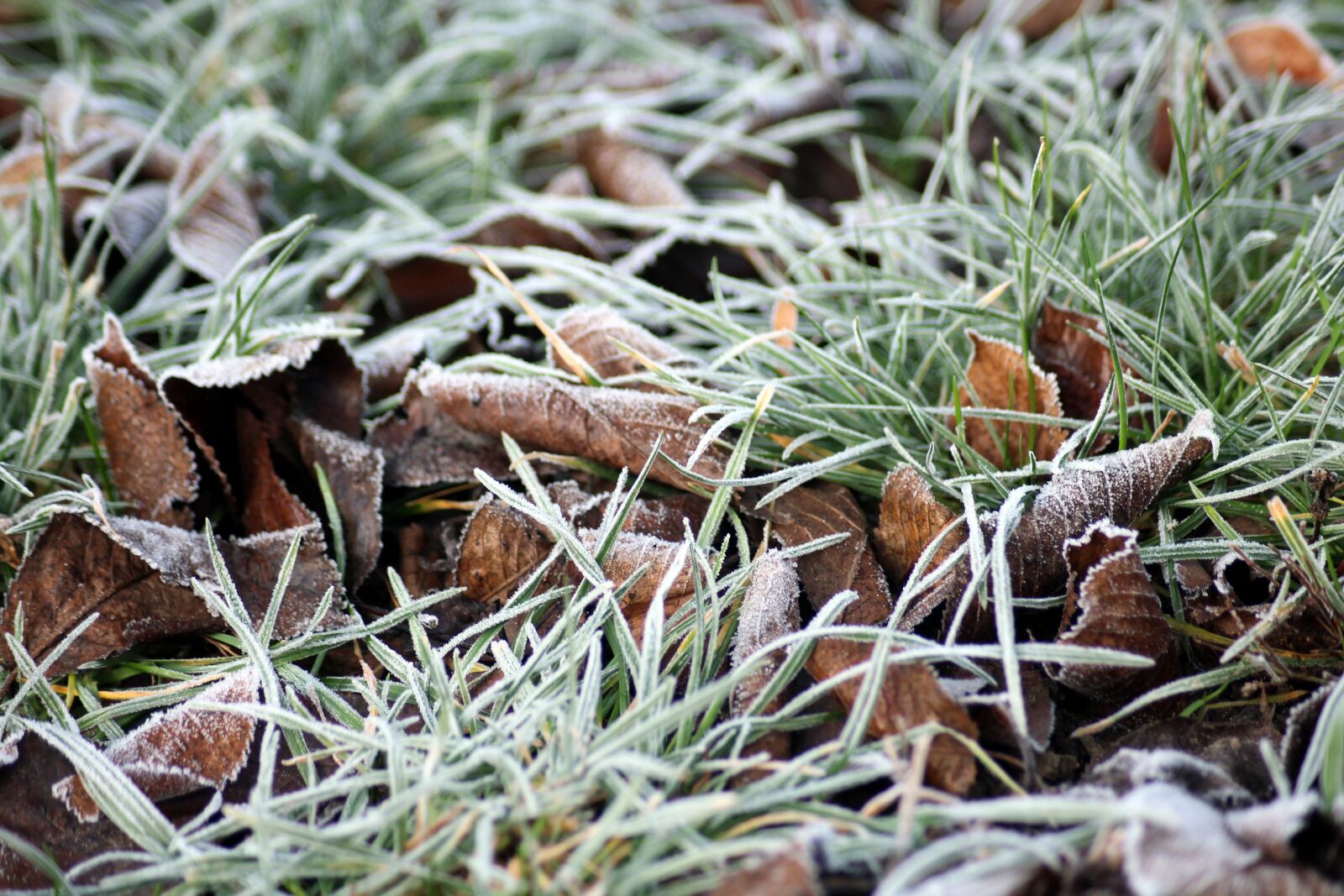 Canon EOS 1200D (EOS Rebel T5 / EOS Kiss X70 / EOS Hi) sample photo. Frost, winter, january photography