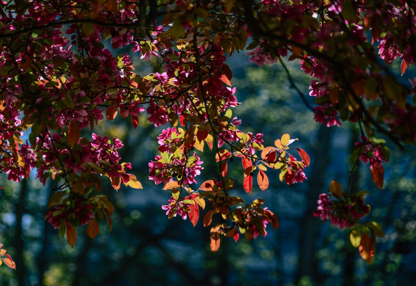 Nikon D610 sample photo. Tree, color, bloom photography