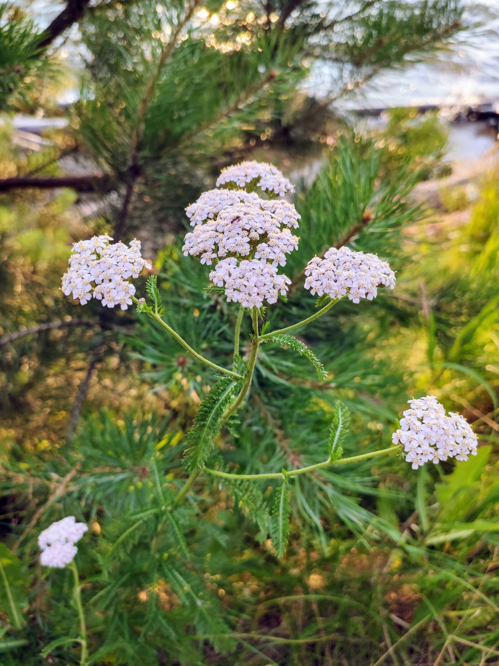 Xiaomi MI 9 sample photo. Flowers, nature, summer photography