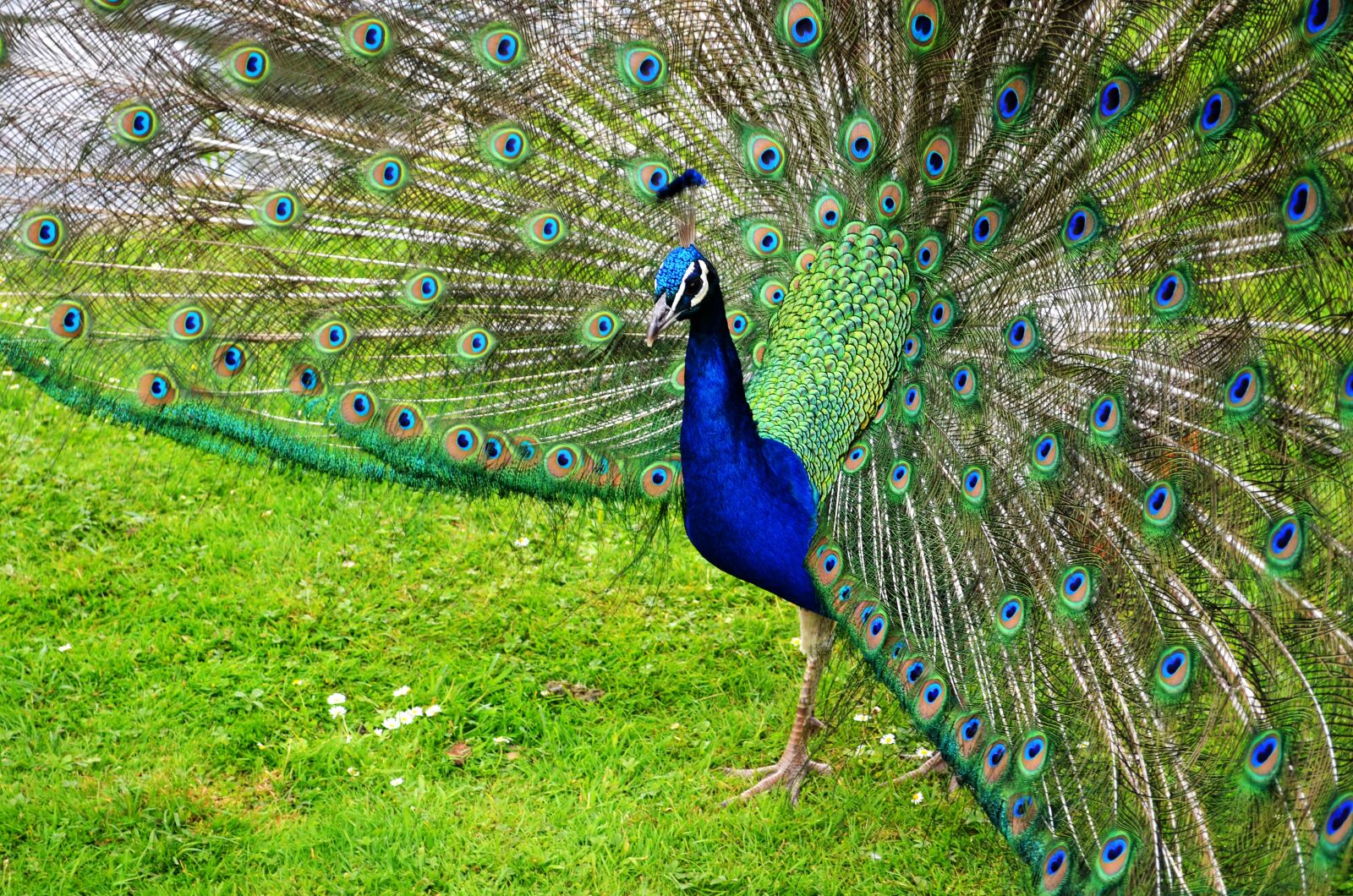 Nikon D5100 sample photo. Peacock, bird, feather photography