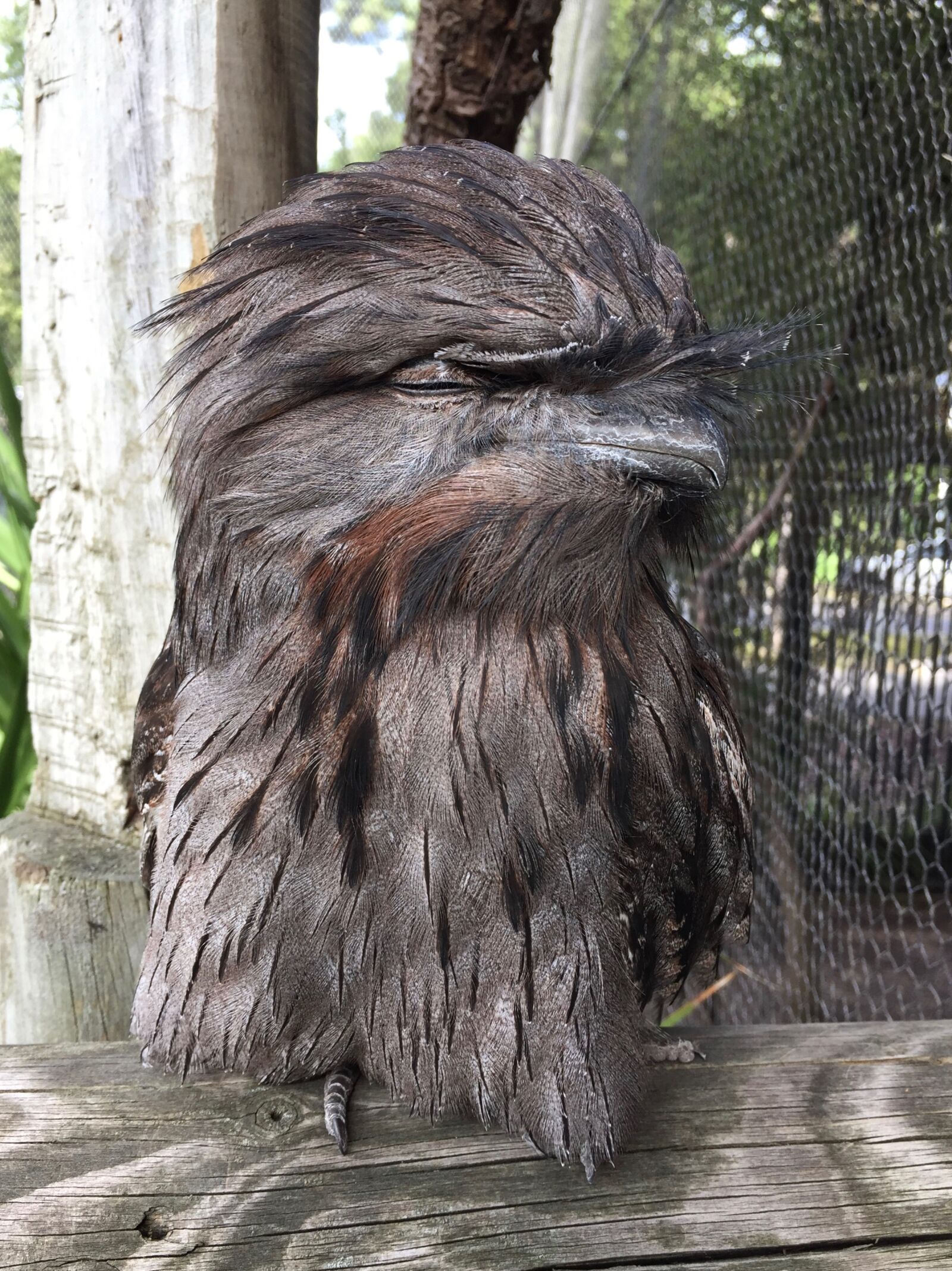 Apple iPhone 6 sample photo. Tawny frogmouth, bird, frogmouth photography