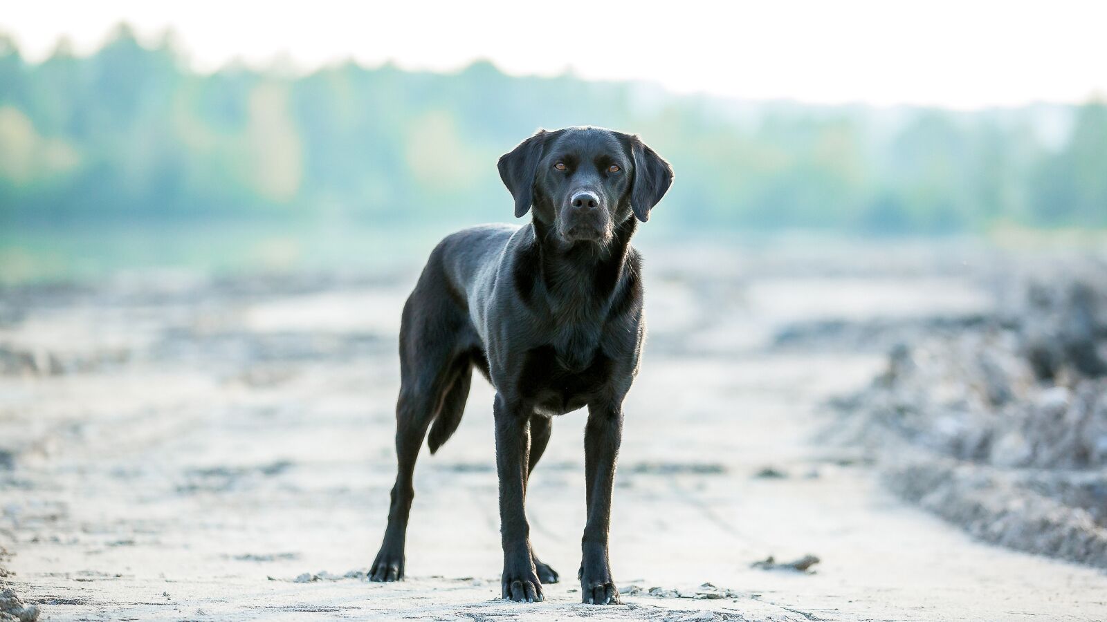 Canon EF 70-200mm F2.8L IS II USM sample photo. Labrador, dog, outdoor photography