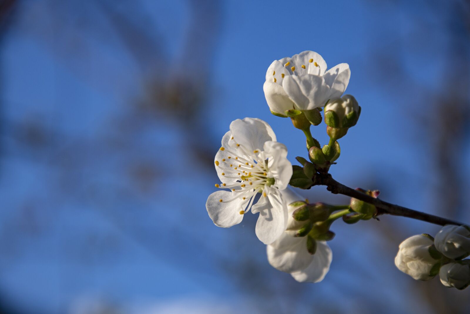 Nikon D7500 sample photo. Cherry, blossom, bloom photography