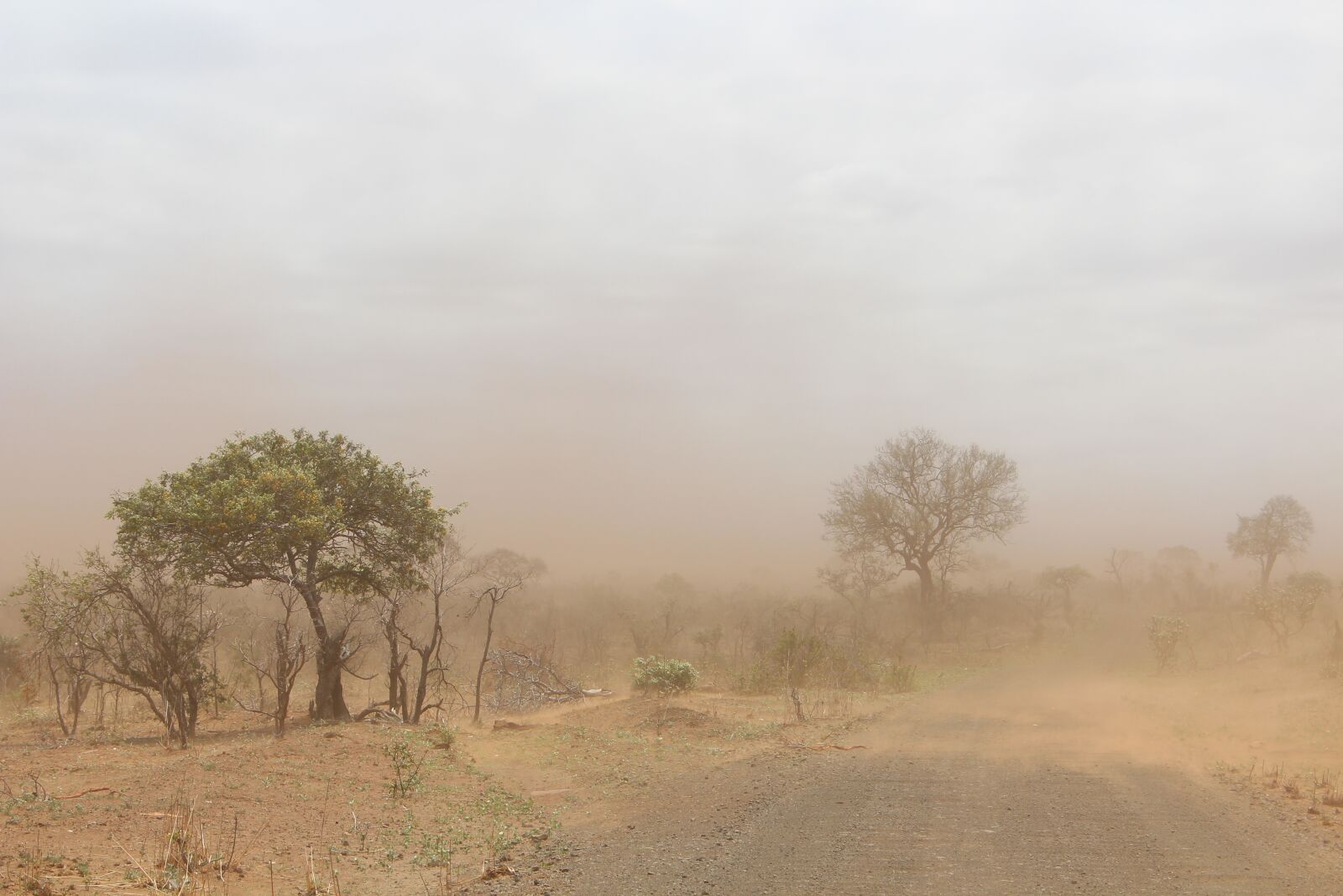 Canon EOS 600D (Rebel EOS T3i / EOS Kiss X5) sample photo. Dust, tree, sand photography