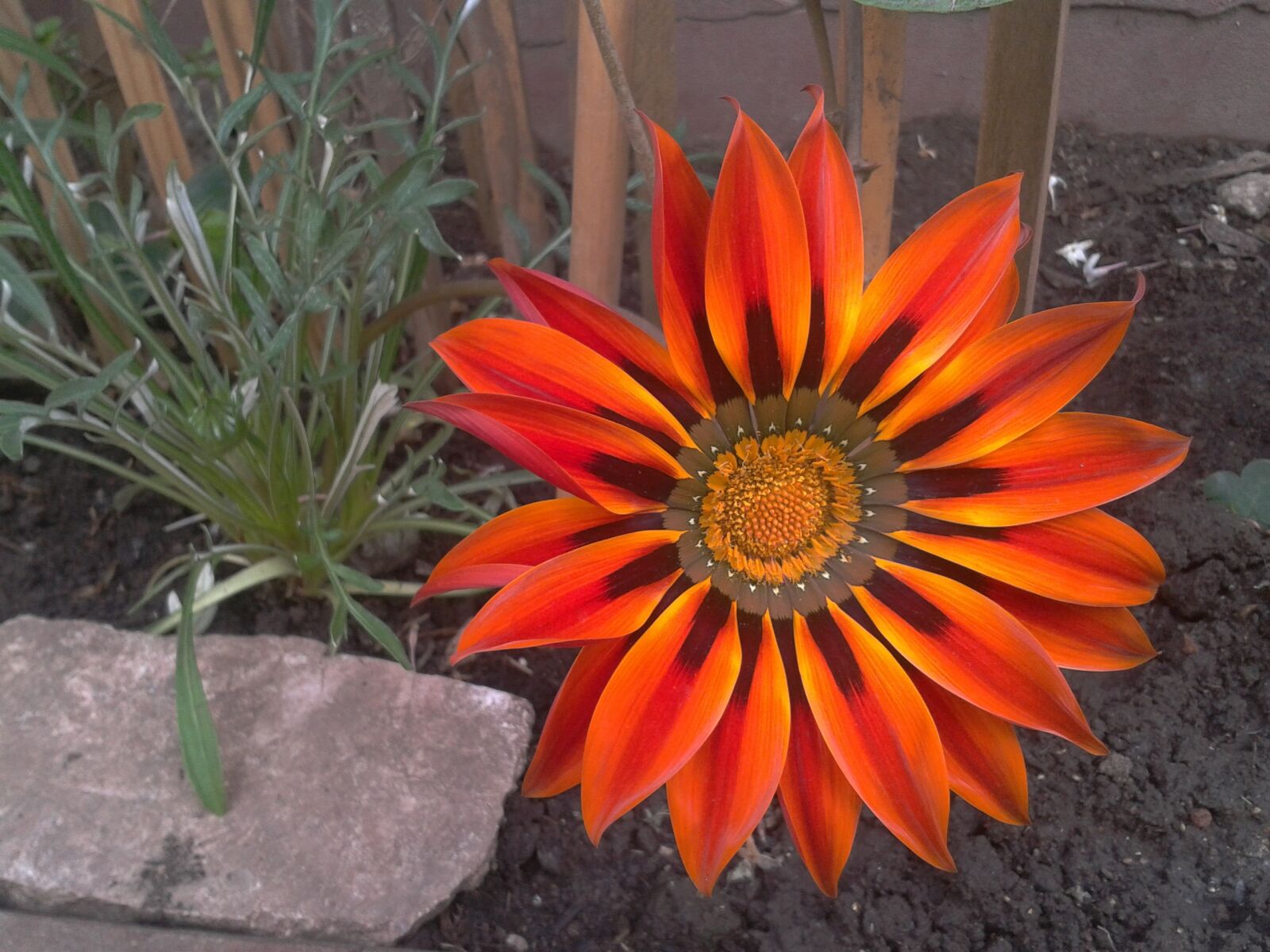 Samsung Galaxy Ace sample photo. Flower, orange, garden photography