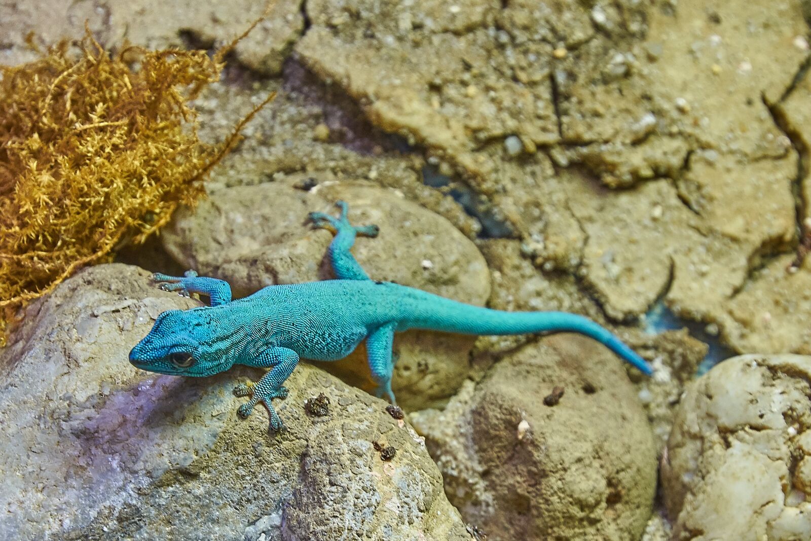 Nikon D7200 sample photo. Come, turquoise, lizard photography