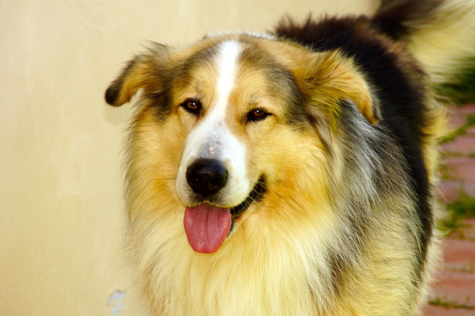 Sony SLT-A65 (SLT-A65V) sample photo. Dog, animal, pet photography