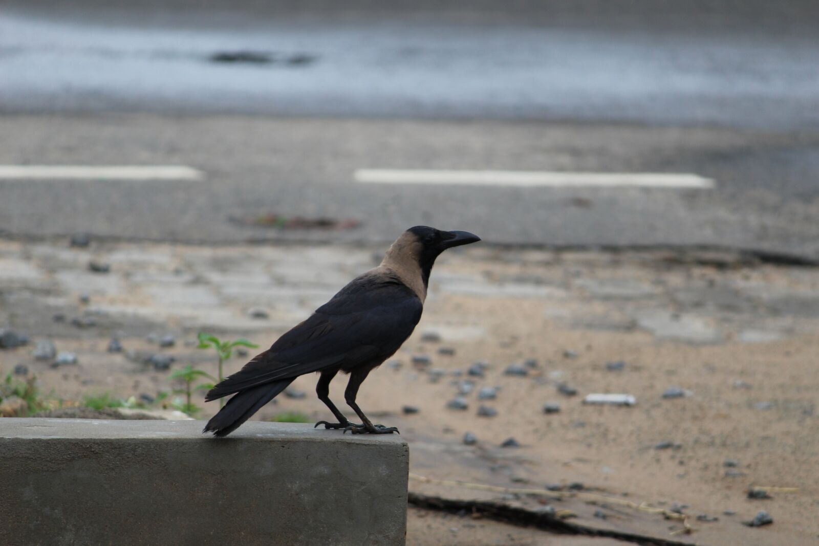 Canon EOS 1200D (EOS Rebel T5 / EOS Kiss X70 / EOS Hi) sample photo. Roadside, crow, alone photography