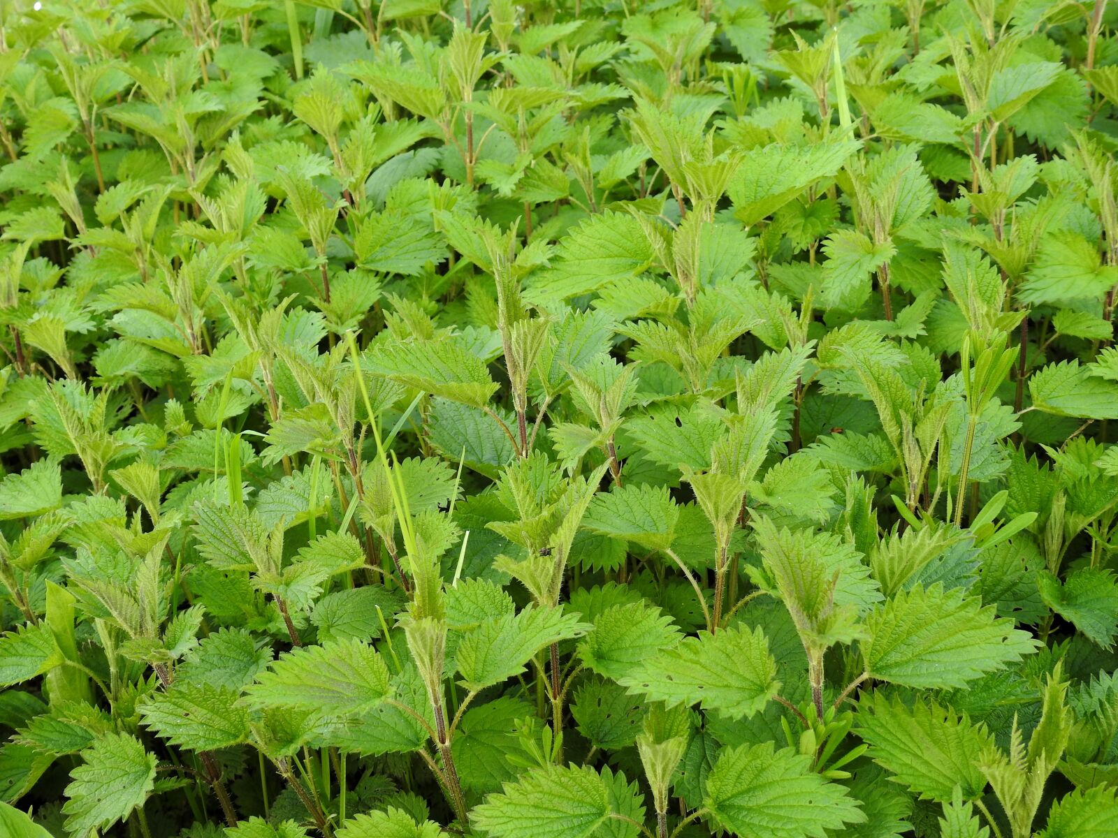 Nikon Coolpix P900 sample photo. Brennessel, weed, medicinal herb photography