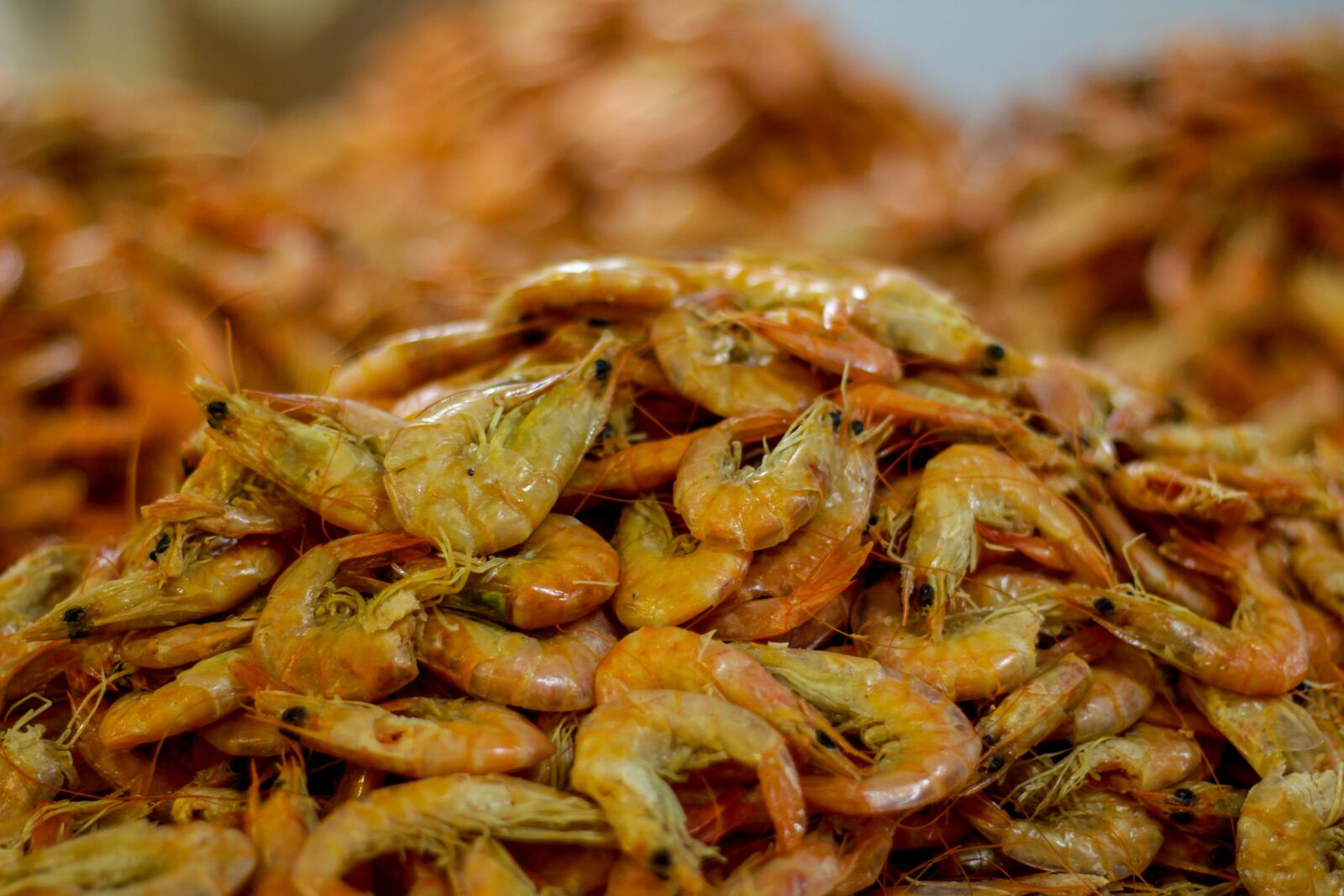 Canon EOS 60D + Canon EF 50mm F1.8 II sample photo. Shrimp, mar, beach photography