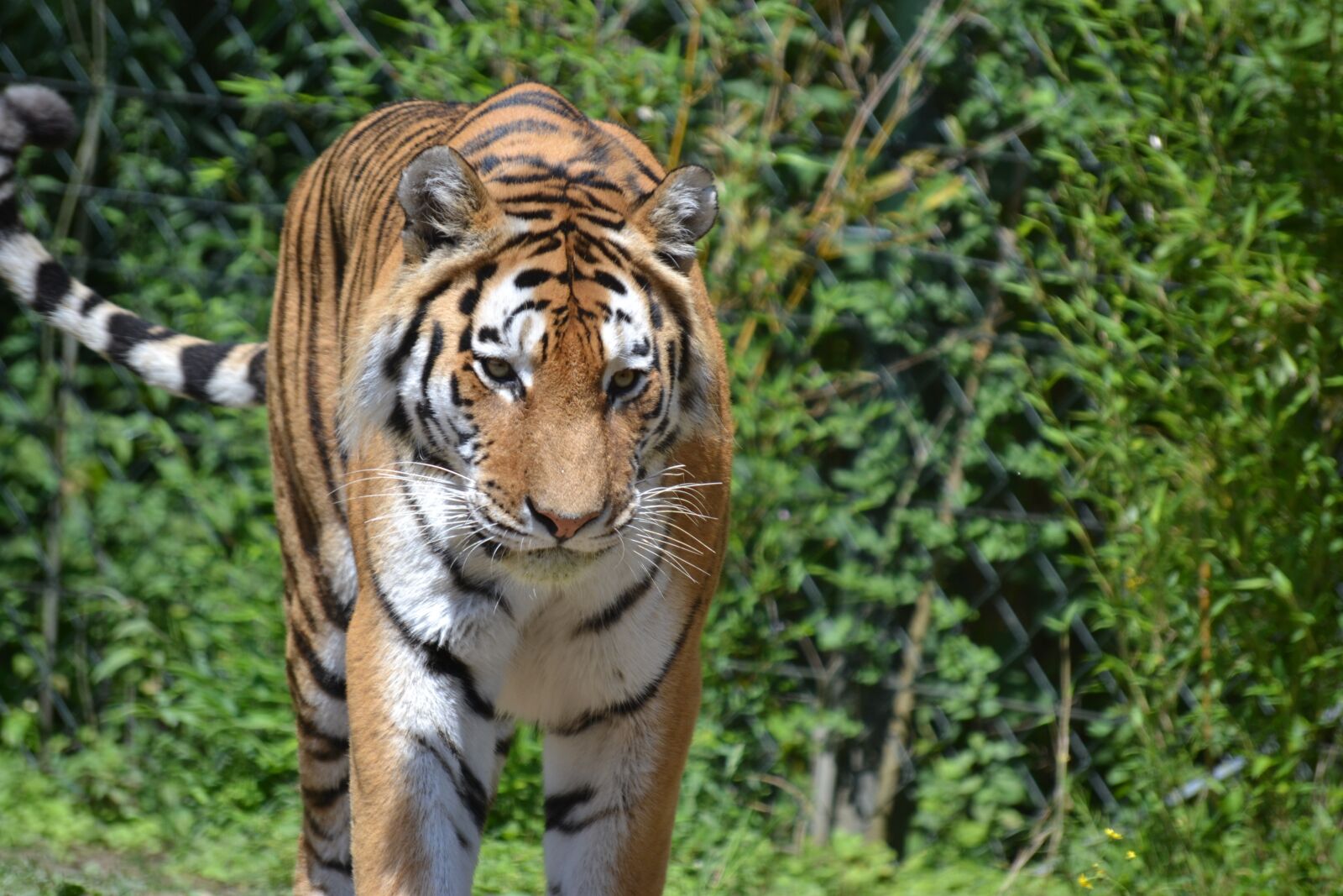 Nikon D3100 sample photo. Tiger, bengal tiger, close photography