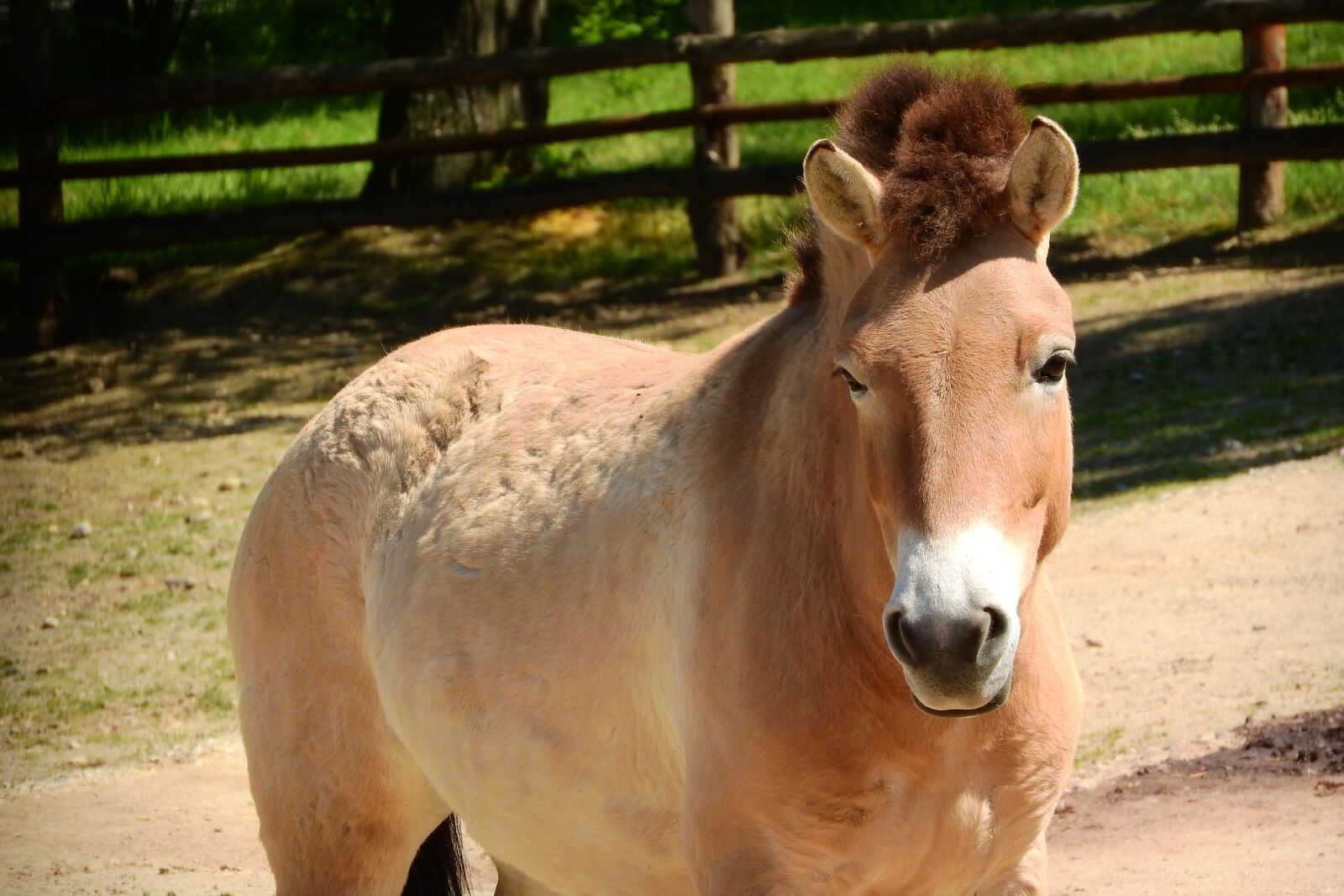 Nikon Coolpix P610 sample photo. Przewalski's horse, mare, equus photography