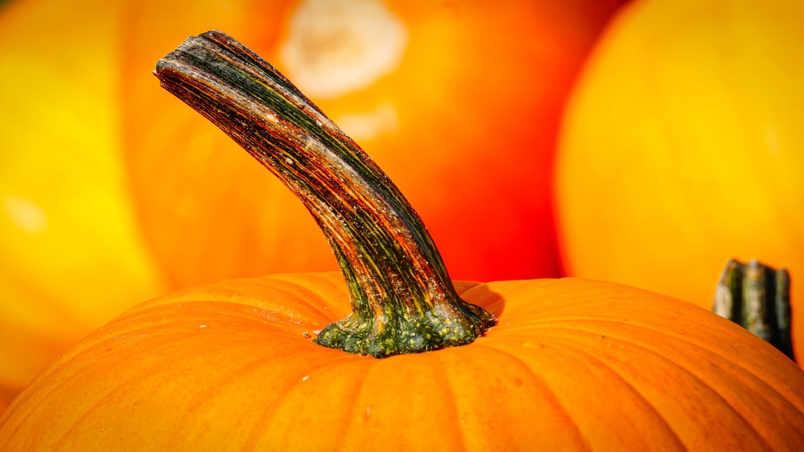 Sony DT 55-300mm F4.5-5.6 SAM sample photo. Pumpkin, stalk, autumn photography
