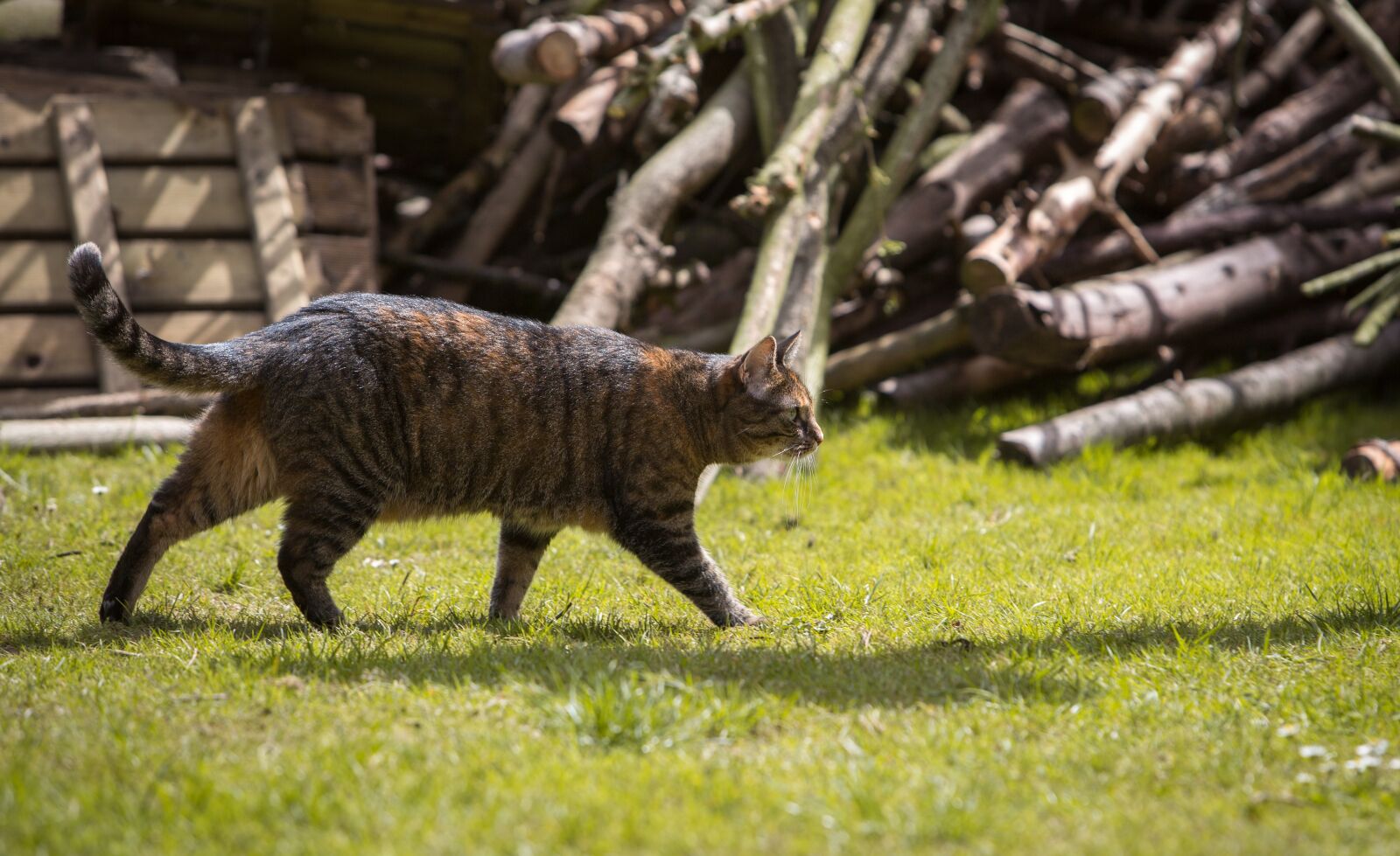 Canon EF 70-200mm F2.8L IS USM sample photo. Cat, hunting, catch photography