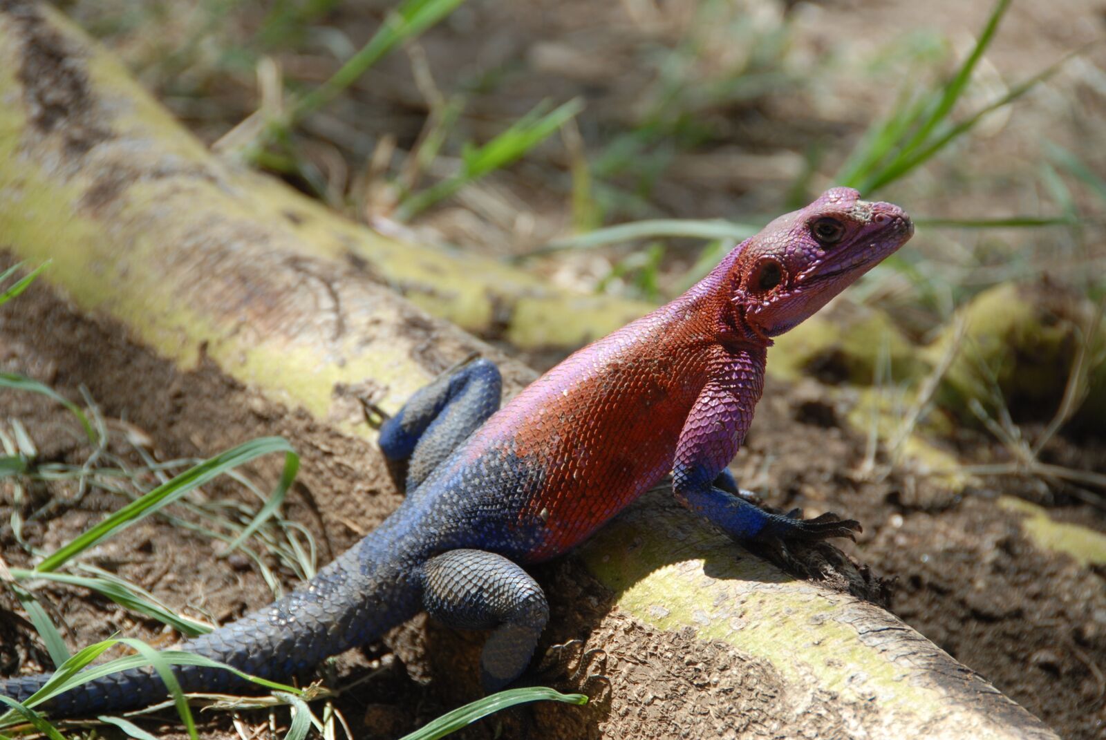 Nikon D200 sample photo. Lizard, color, reptile photography