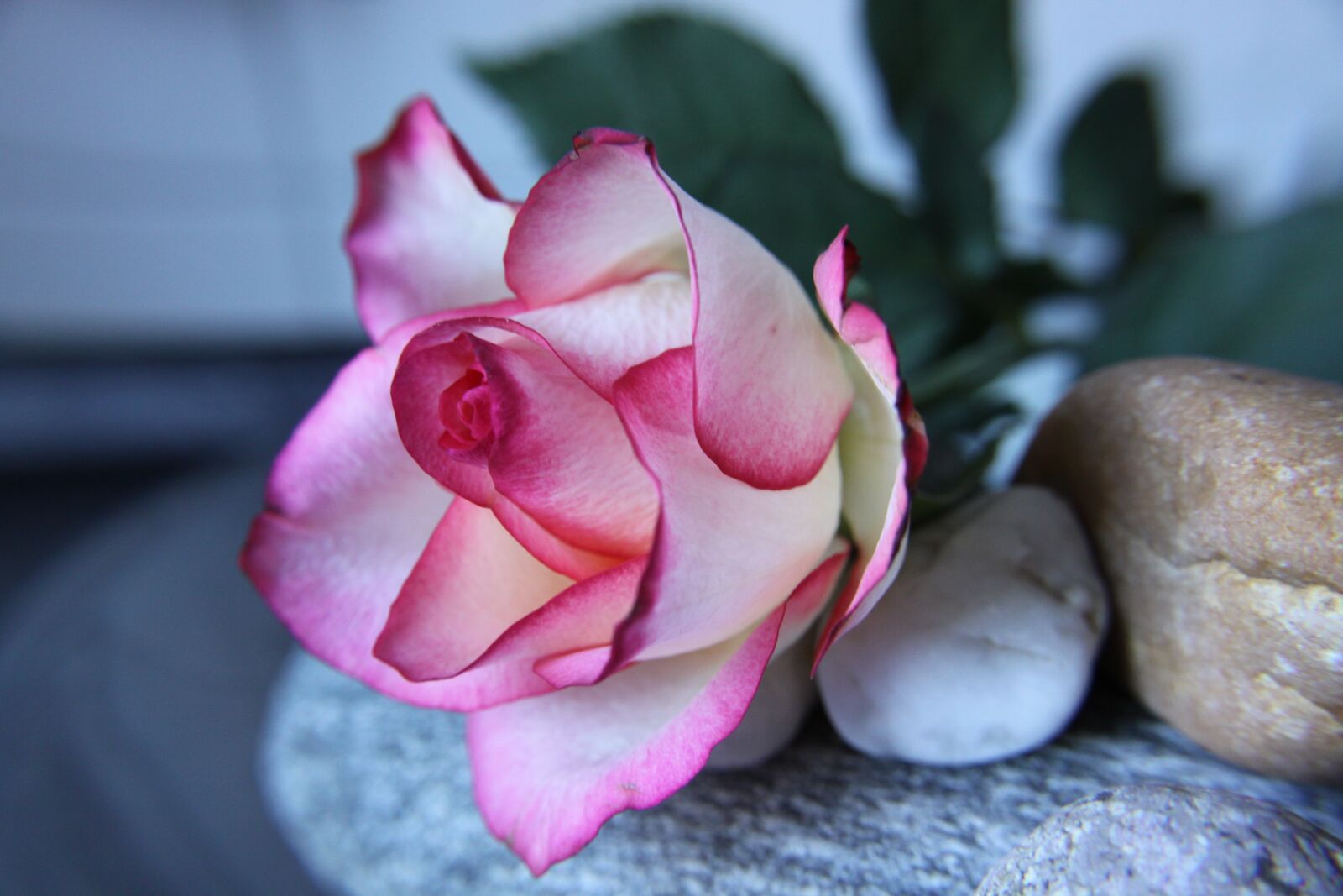 Canon EOS 50D sample photo. Rose, flower, pink photography