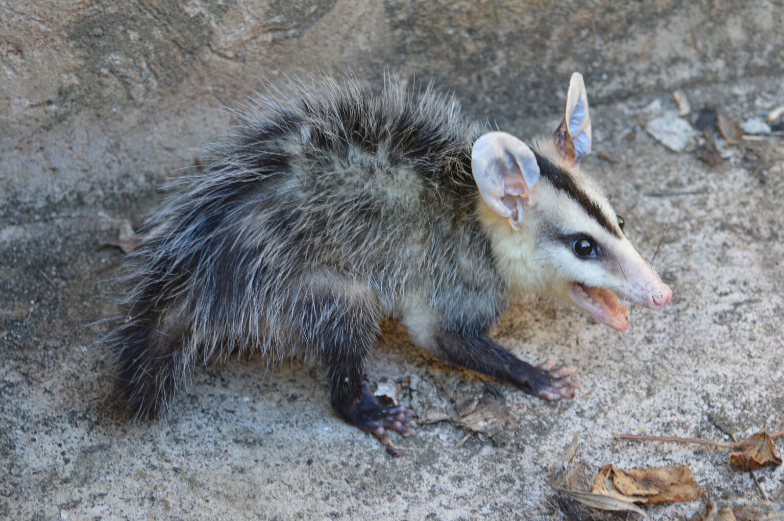 Nikon D3200 sample photo. Possum, animal, fauna photography