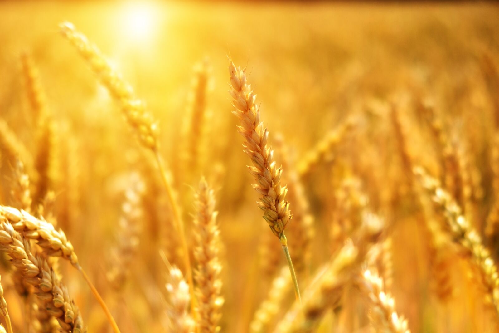 Fujifilm X-T2 + Fujifilm XF 35mm F2 R WR sample photo. Wheat, grain, cornfield photography