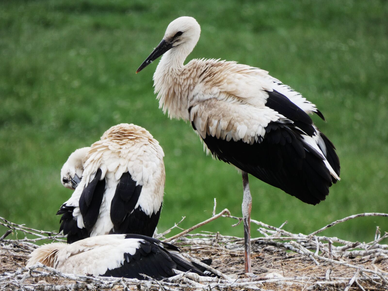 Panasonic Lumix DC-FZ80 (Lumix DC-FZ82) sample photo. Storks, nest, storchennest photography