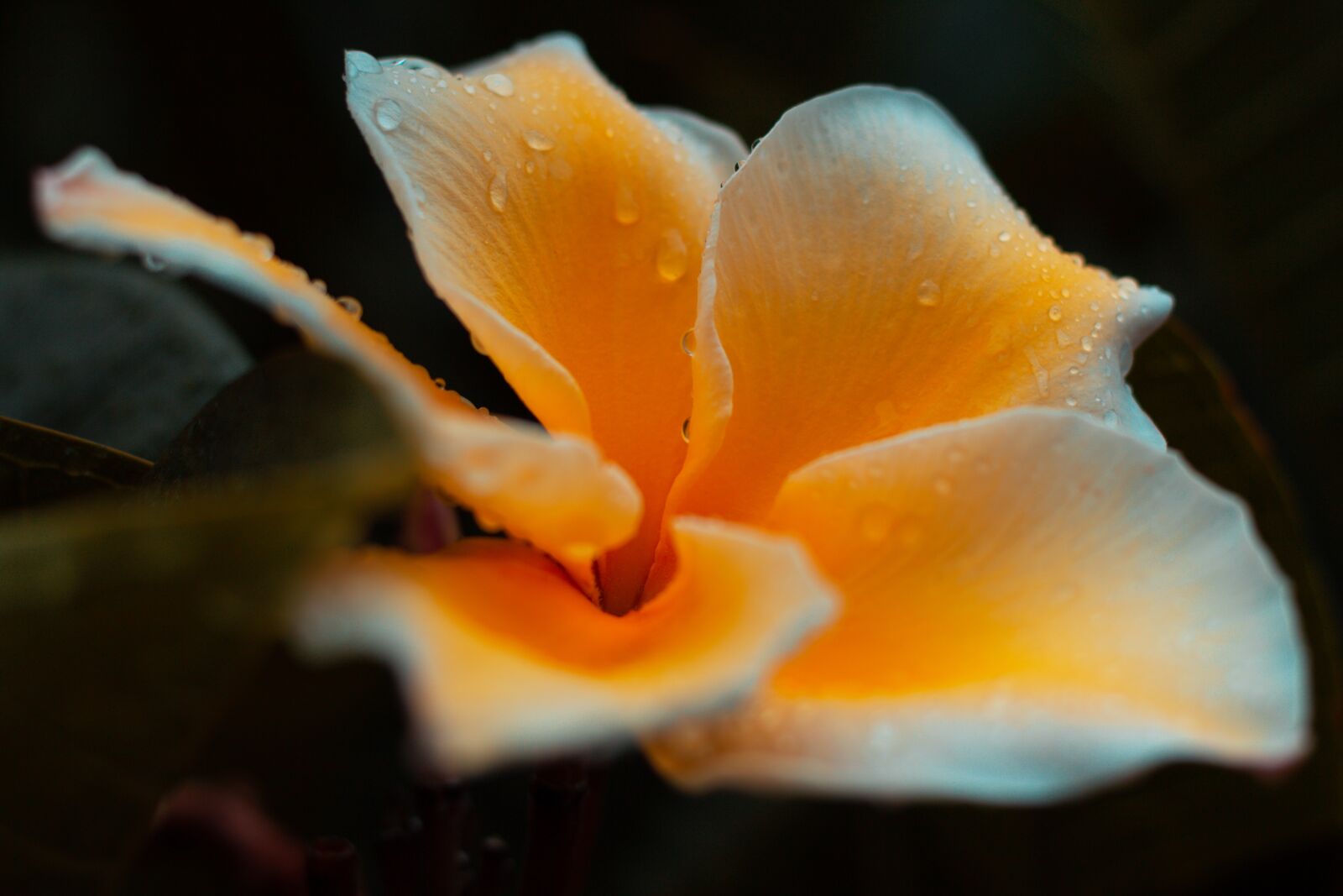 Canon EOS 700D (EOS Rebel T5i / EOS Kiss X7i) + Canon EF 50mm F1.8 STM sample photo. Plumeria, flower, thailand photography